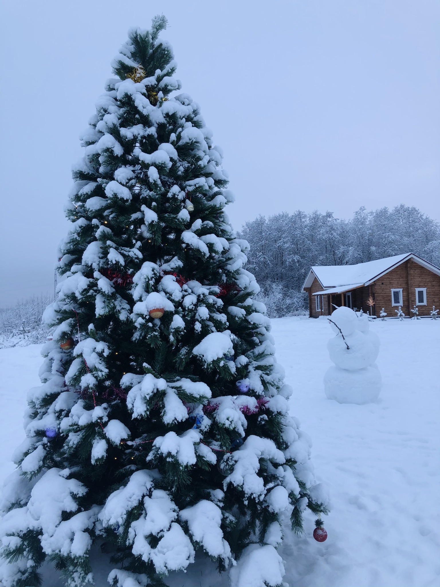 Фото Крокус