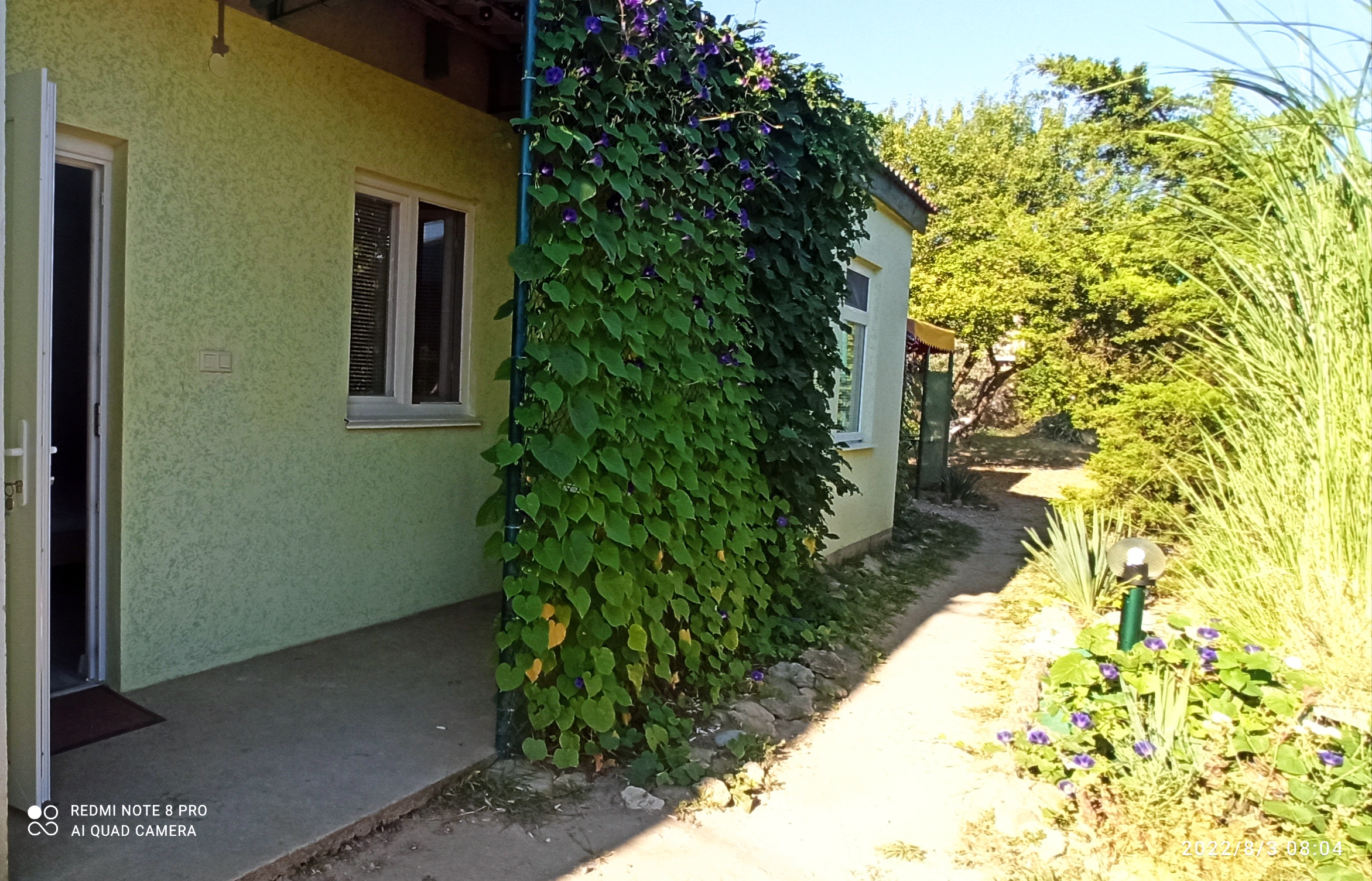 Фото Цветок папоротника