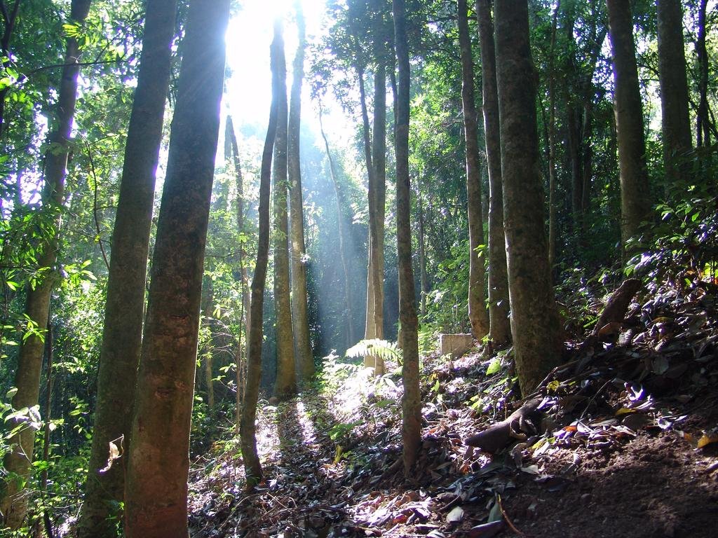 Фото El Shadai Park Hotel