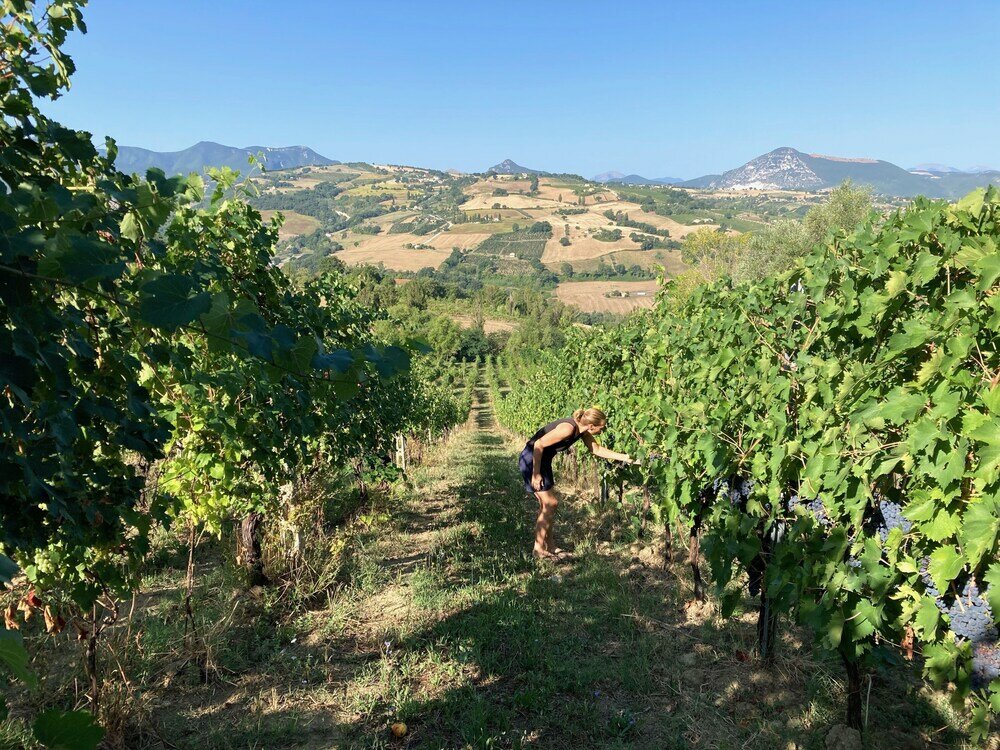 Фото Villa Verdicchio - B&b for winelovers