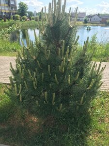 Четыре сезона