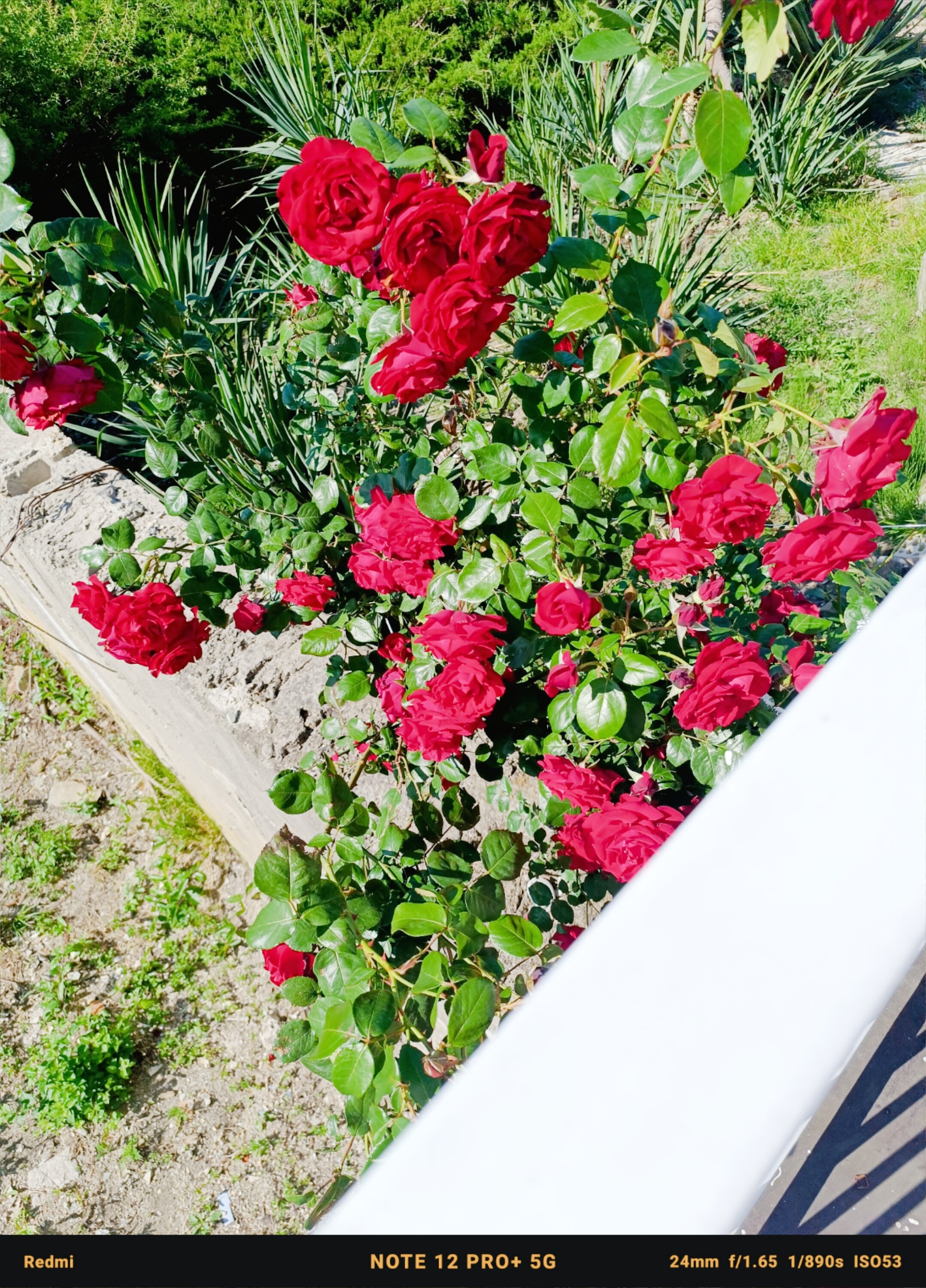 Фото Отрада