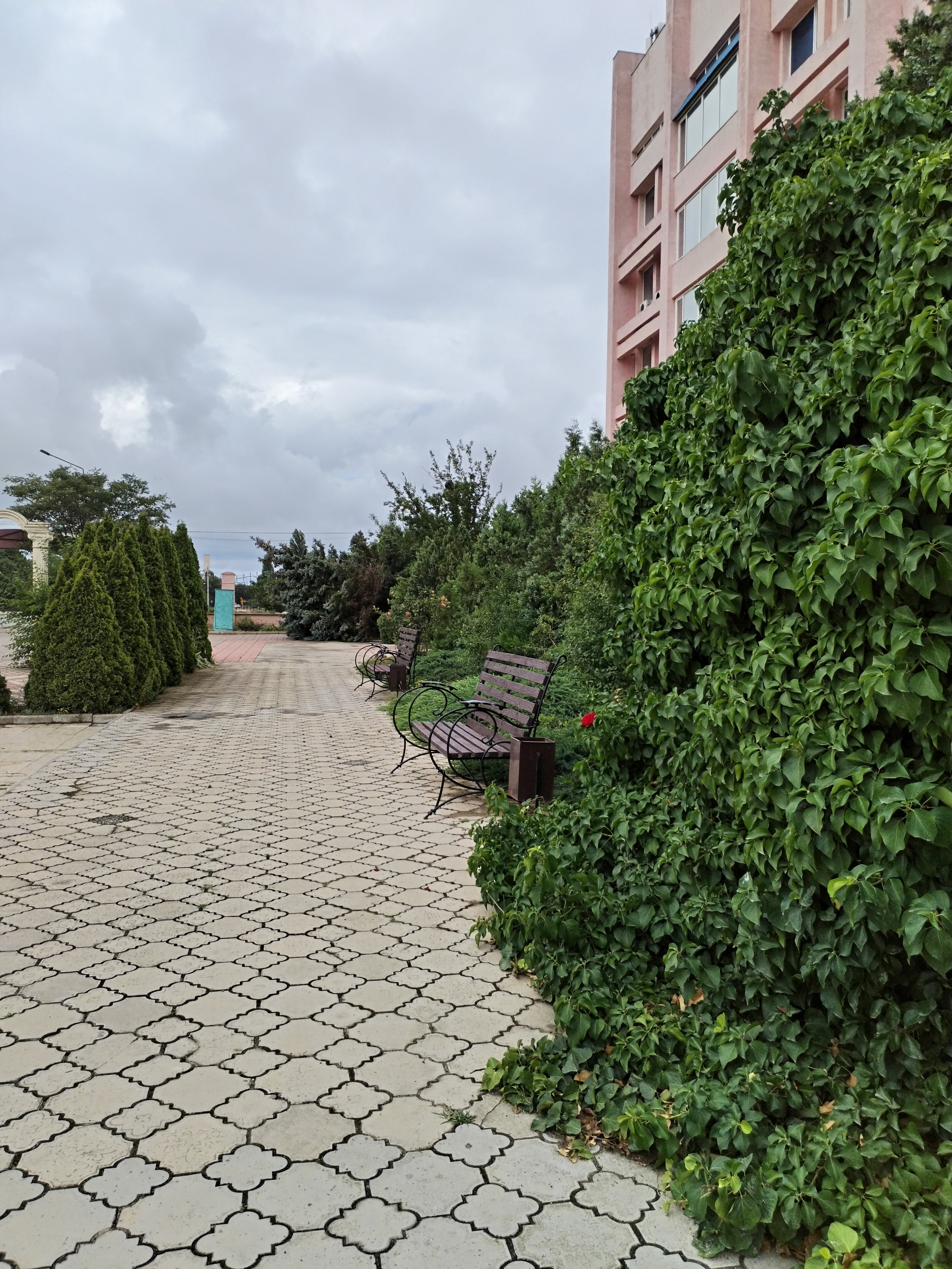 Фото Коралл