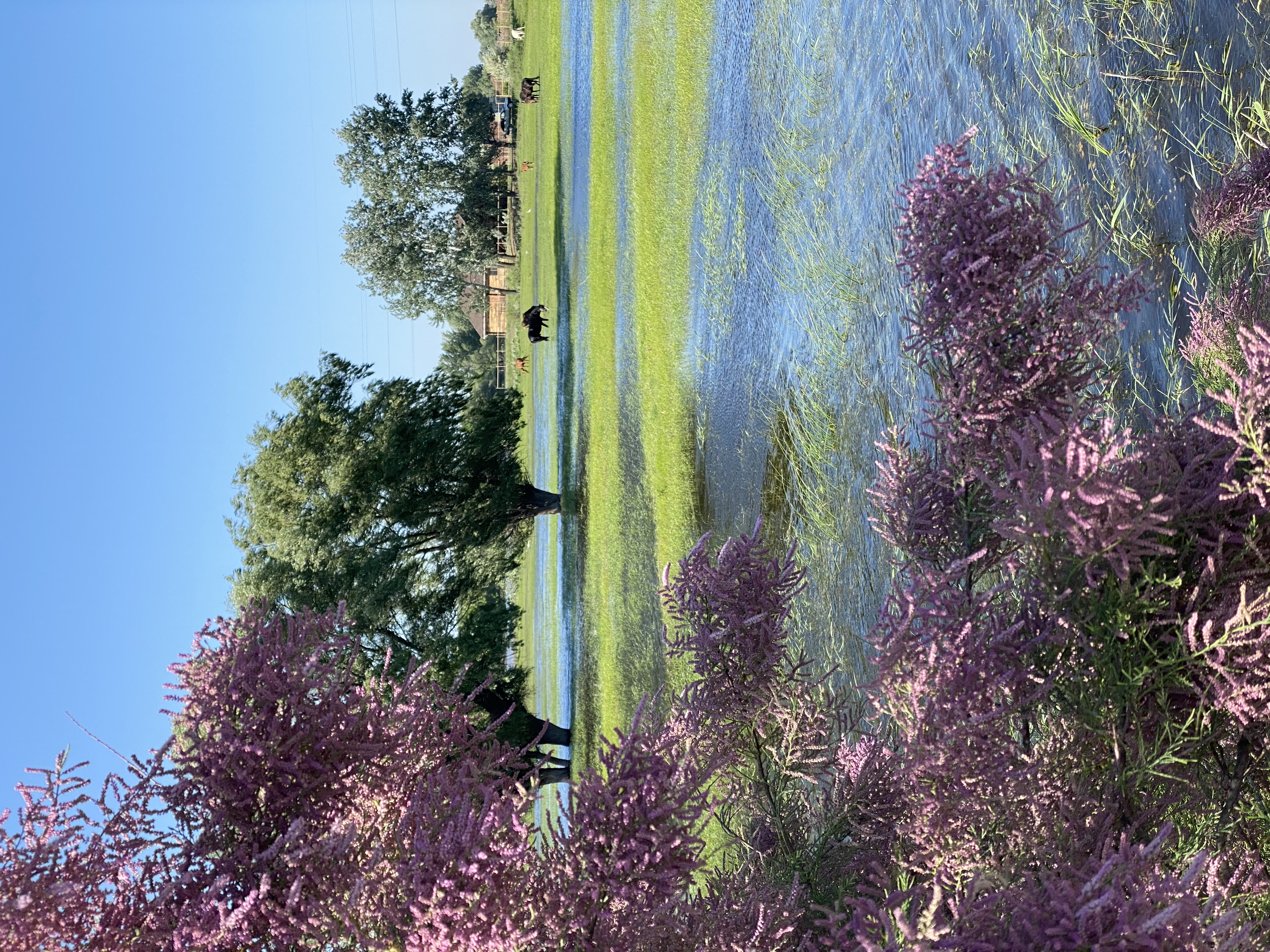 Фото Домик в Лотосах