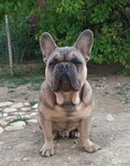 Beautiful Doghaus of Svetlana (Фиолентовское шоссе, 87/125), animal nursery