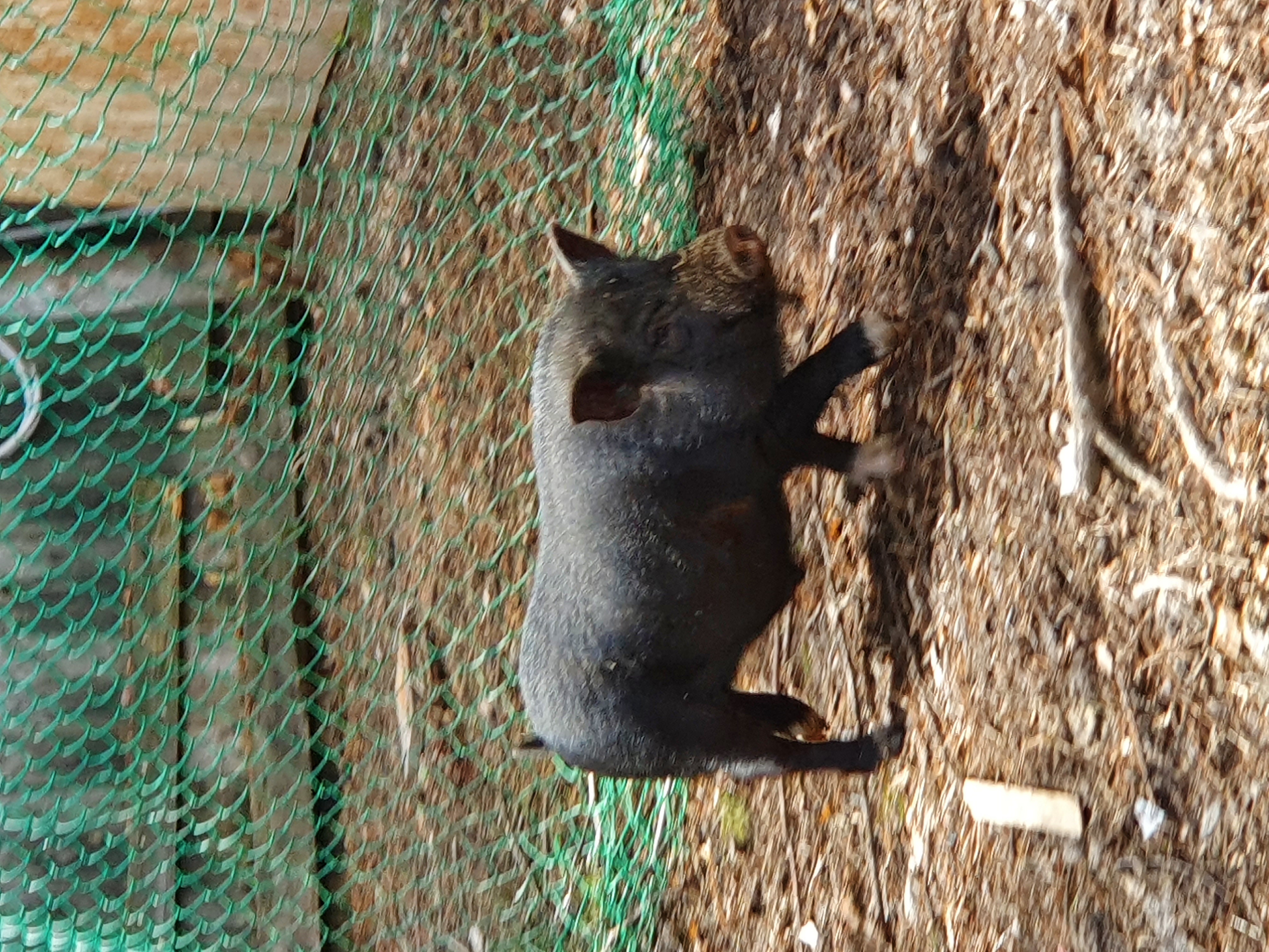 Фото Лесная поляна