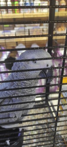 Toby pet shop 2025