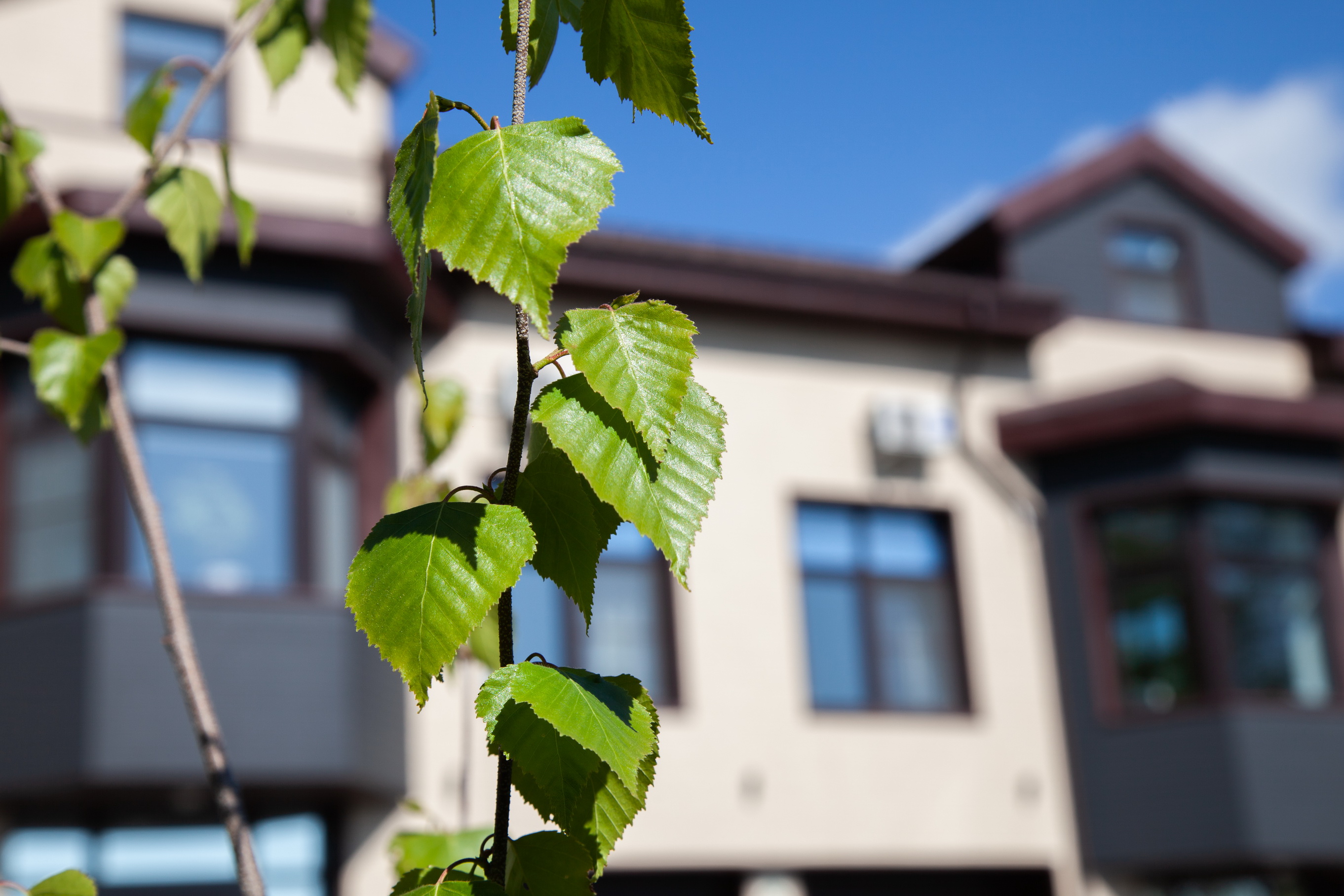 Фото Белый Снег