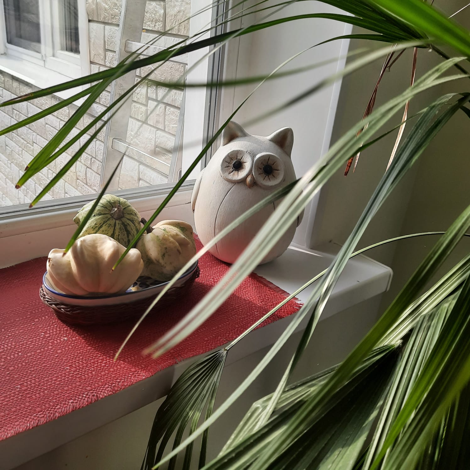 Фото Сова в Шереметьево