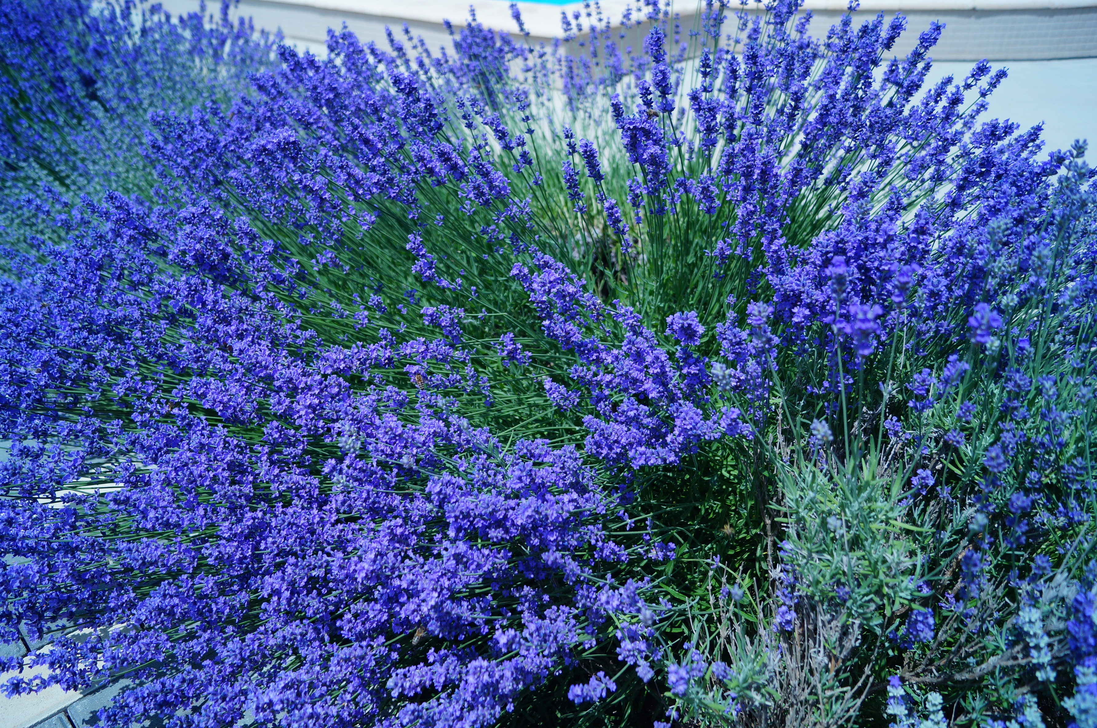 Фото Семицветик