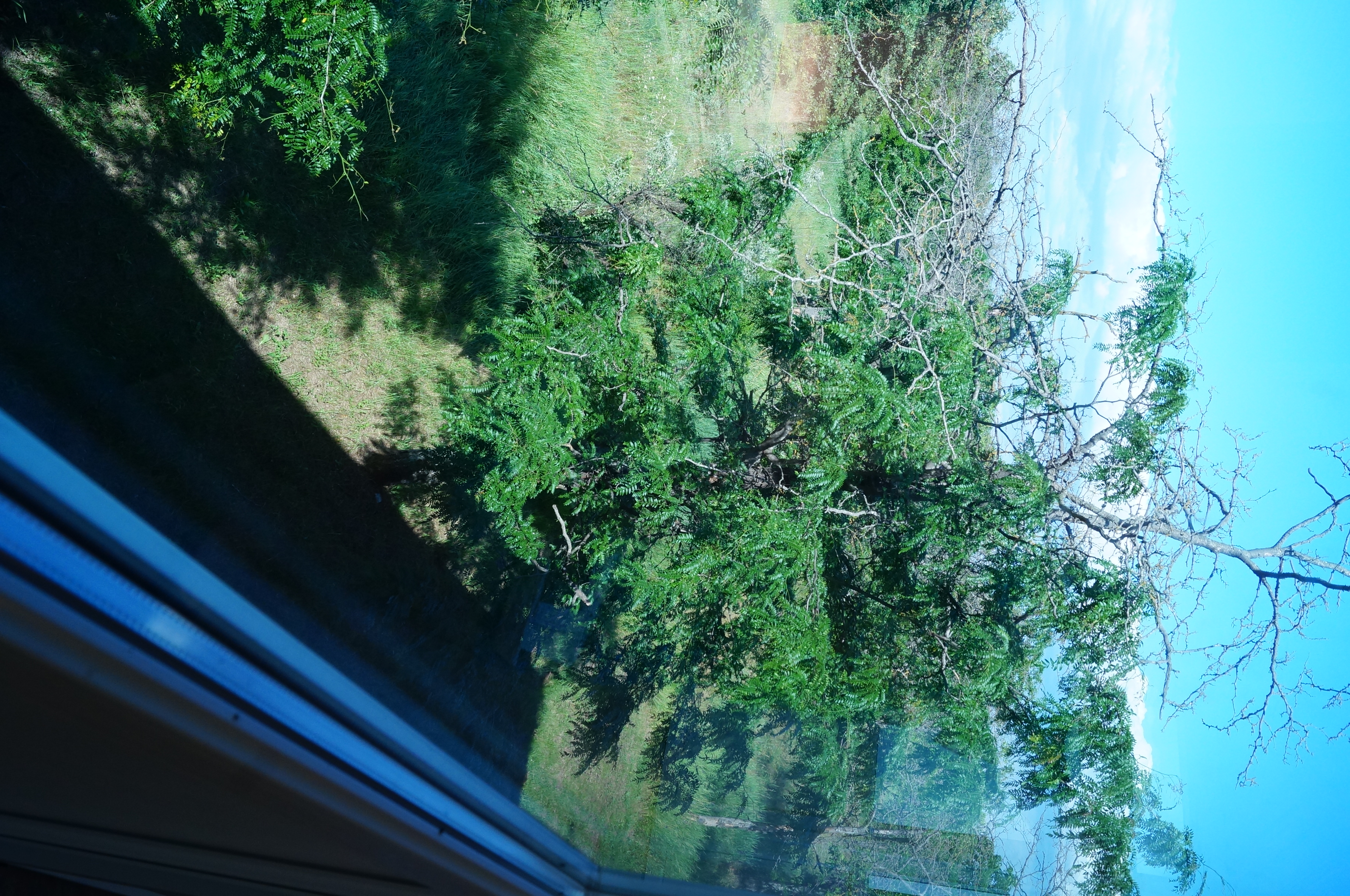 Фото Семицветик