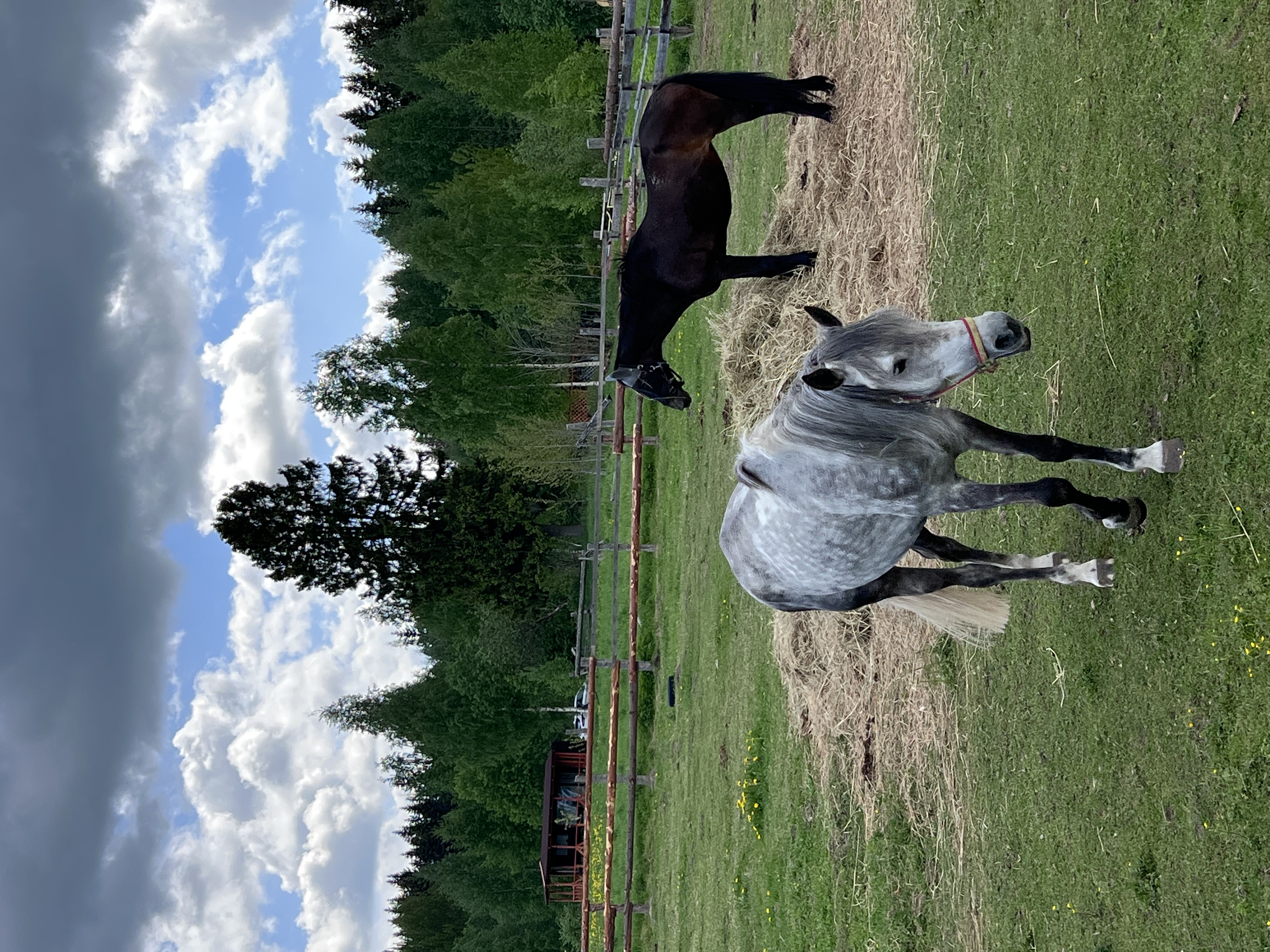 Фото Пушкинские дачи