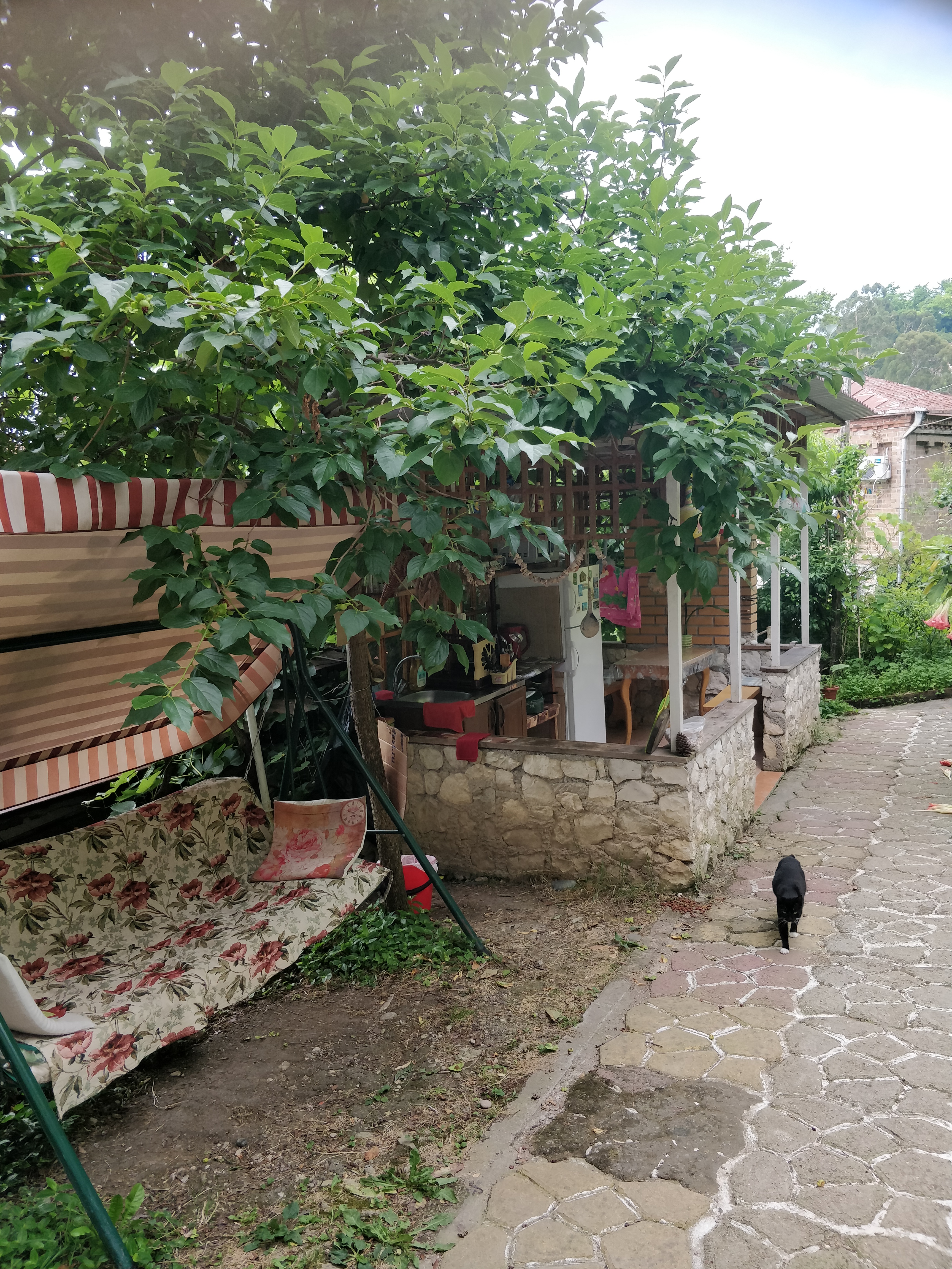 Фото Эль Платано