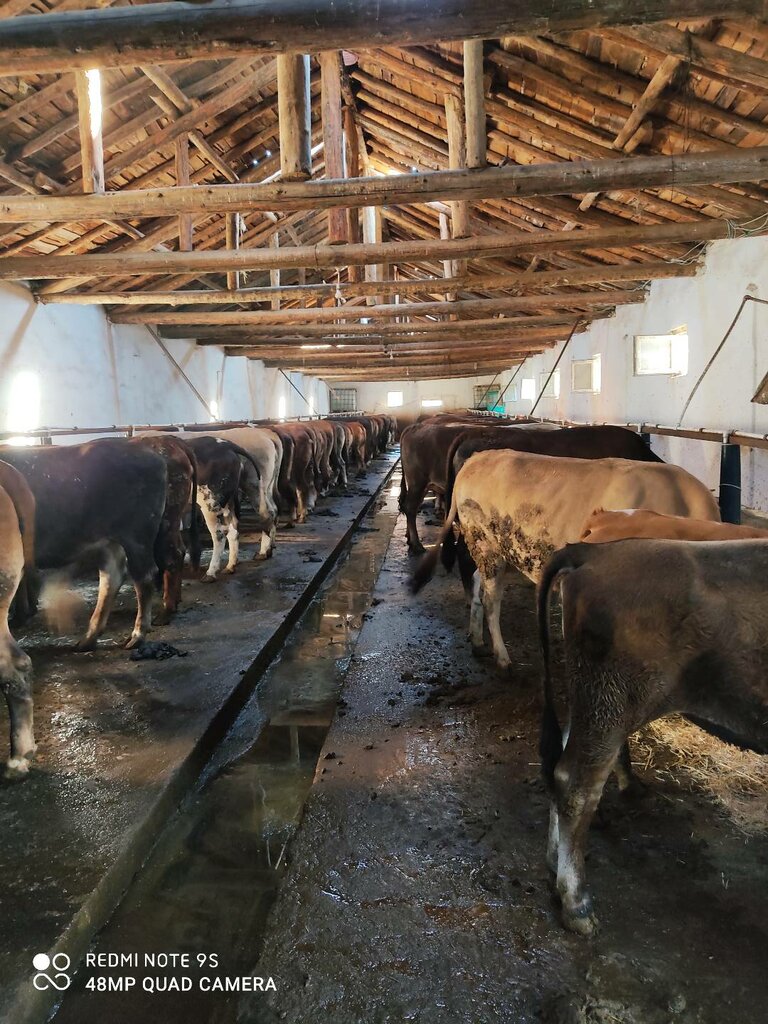 Egg and poultry meat Türkmen Home, Eskisehir, photo