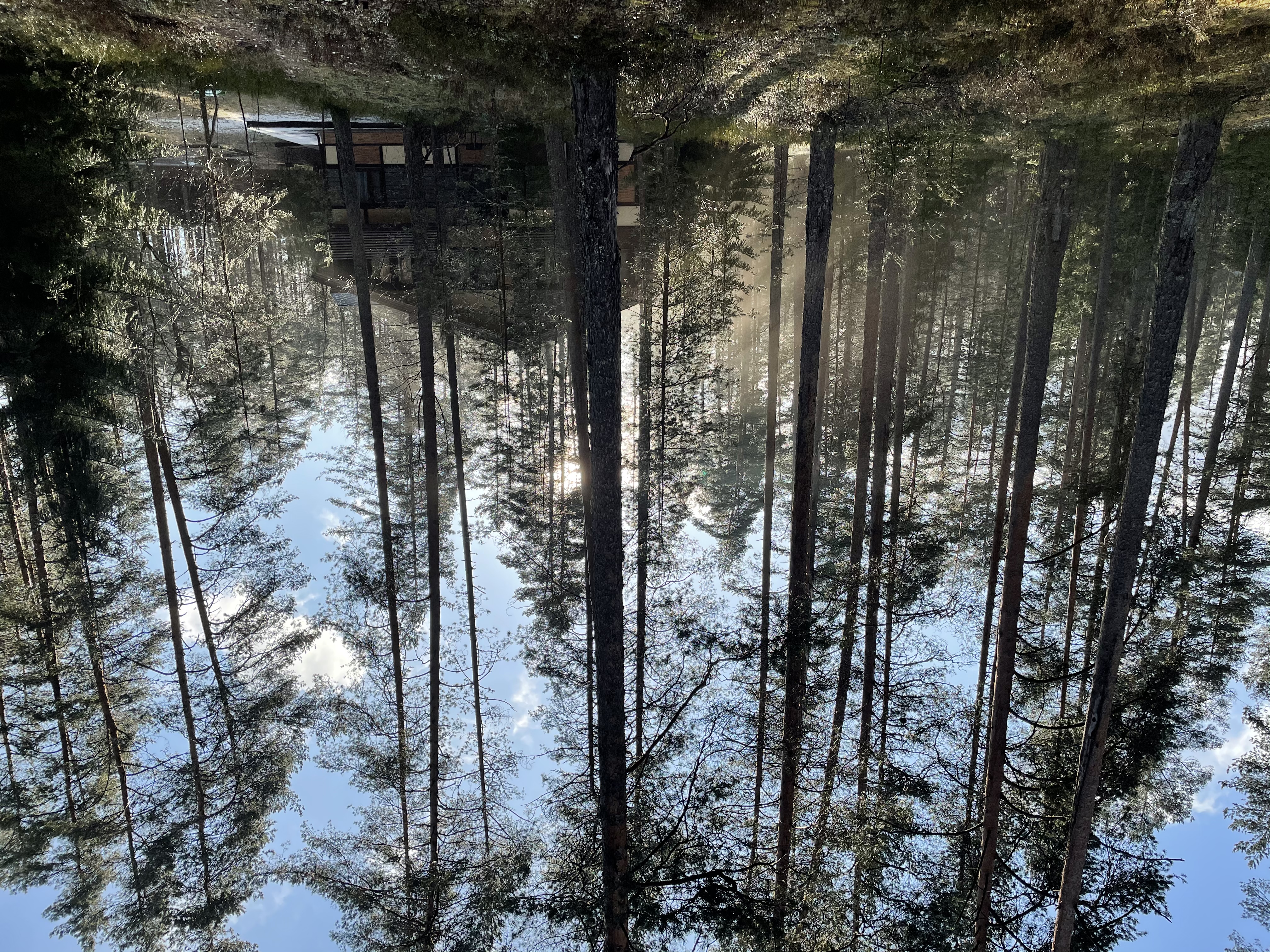 Фото Лесная Рапсодия