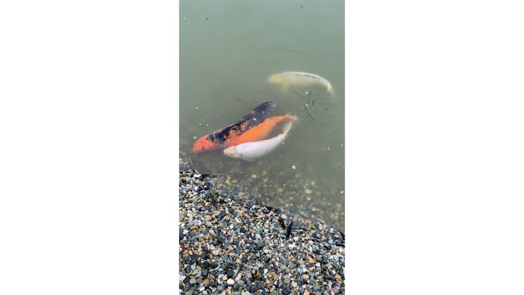 Фото Старая Мельница