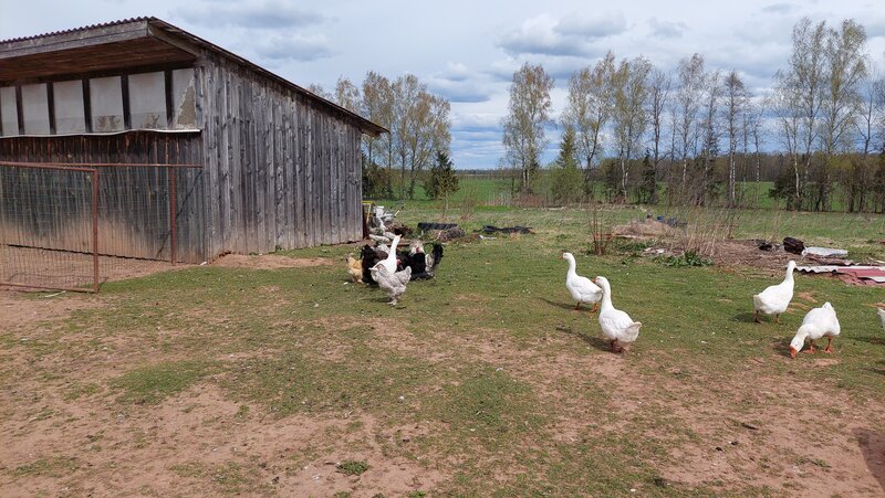 Отдых на ферме Львиный страус в Поселке Дзержинского