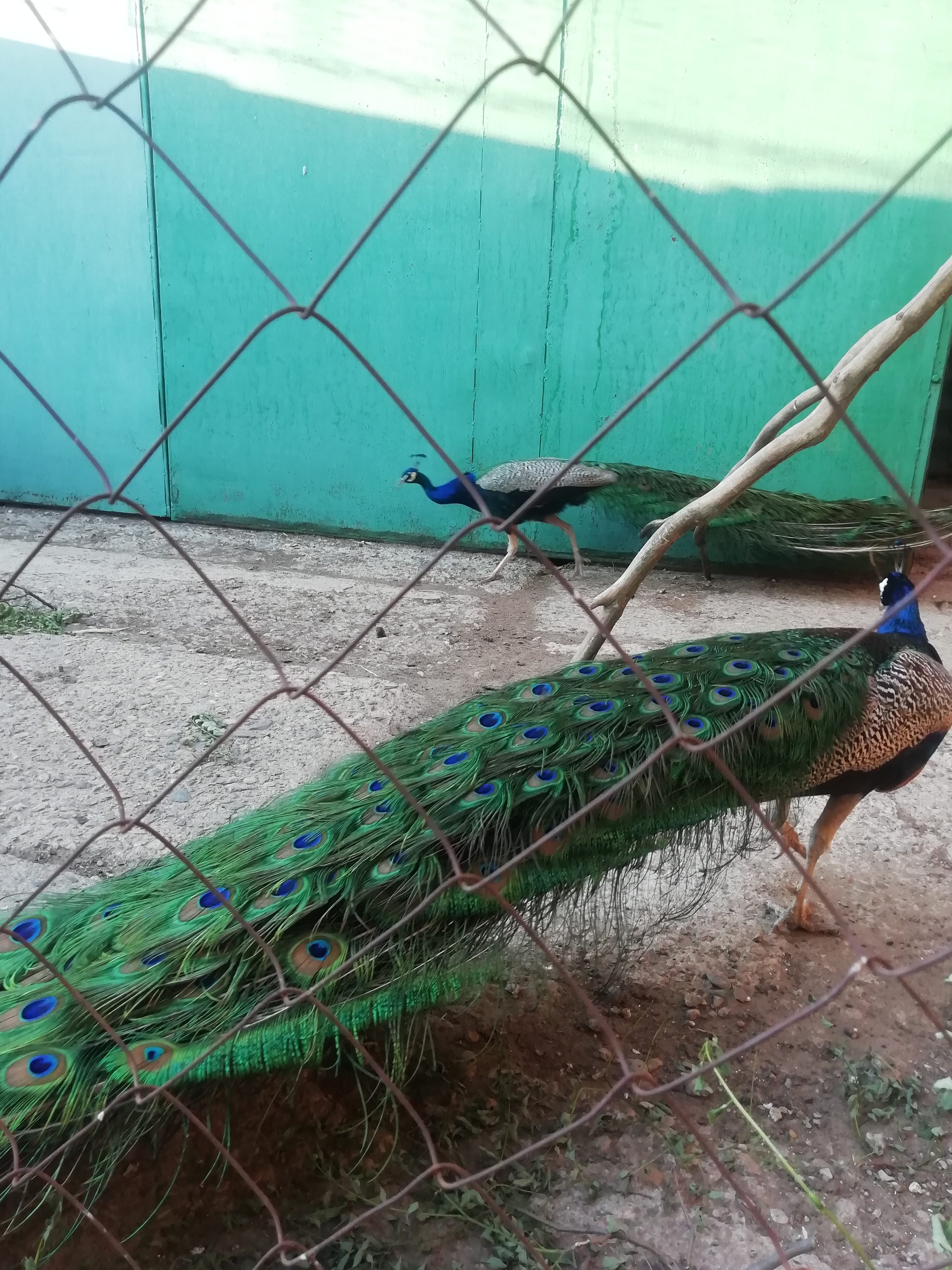 Фото Казачий хуторок