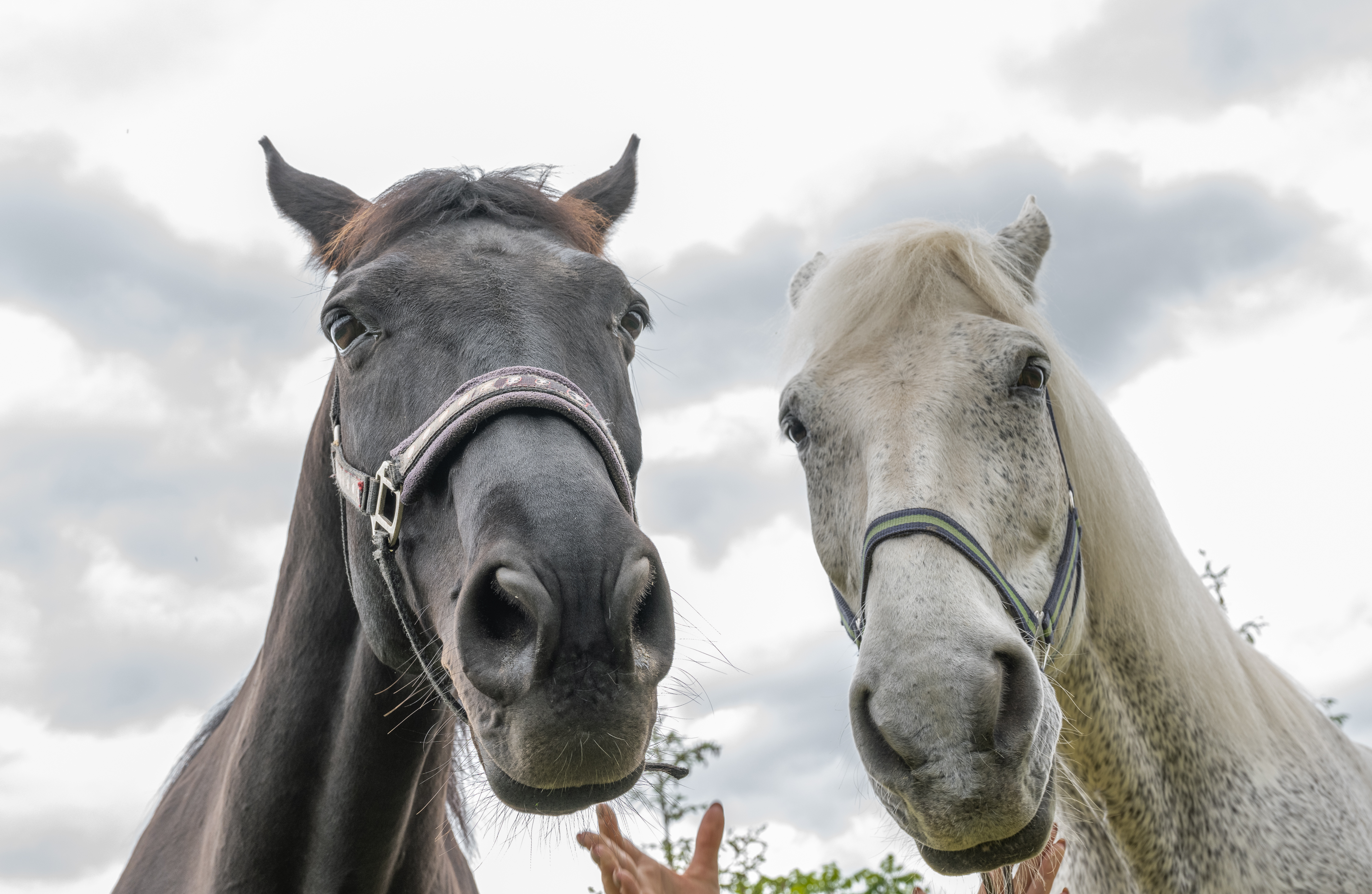 Фото Николо-поле