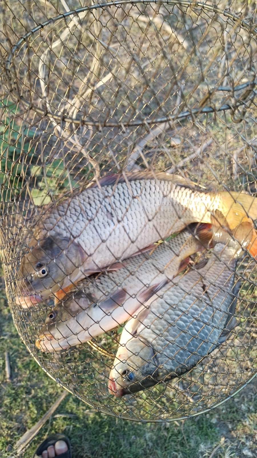 Фото Уваринка