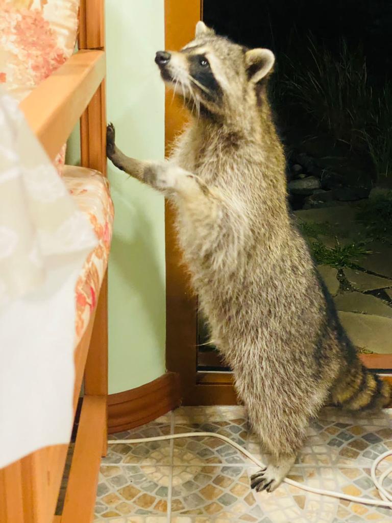 Фото Кедровая роща