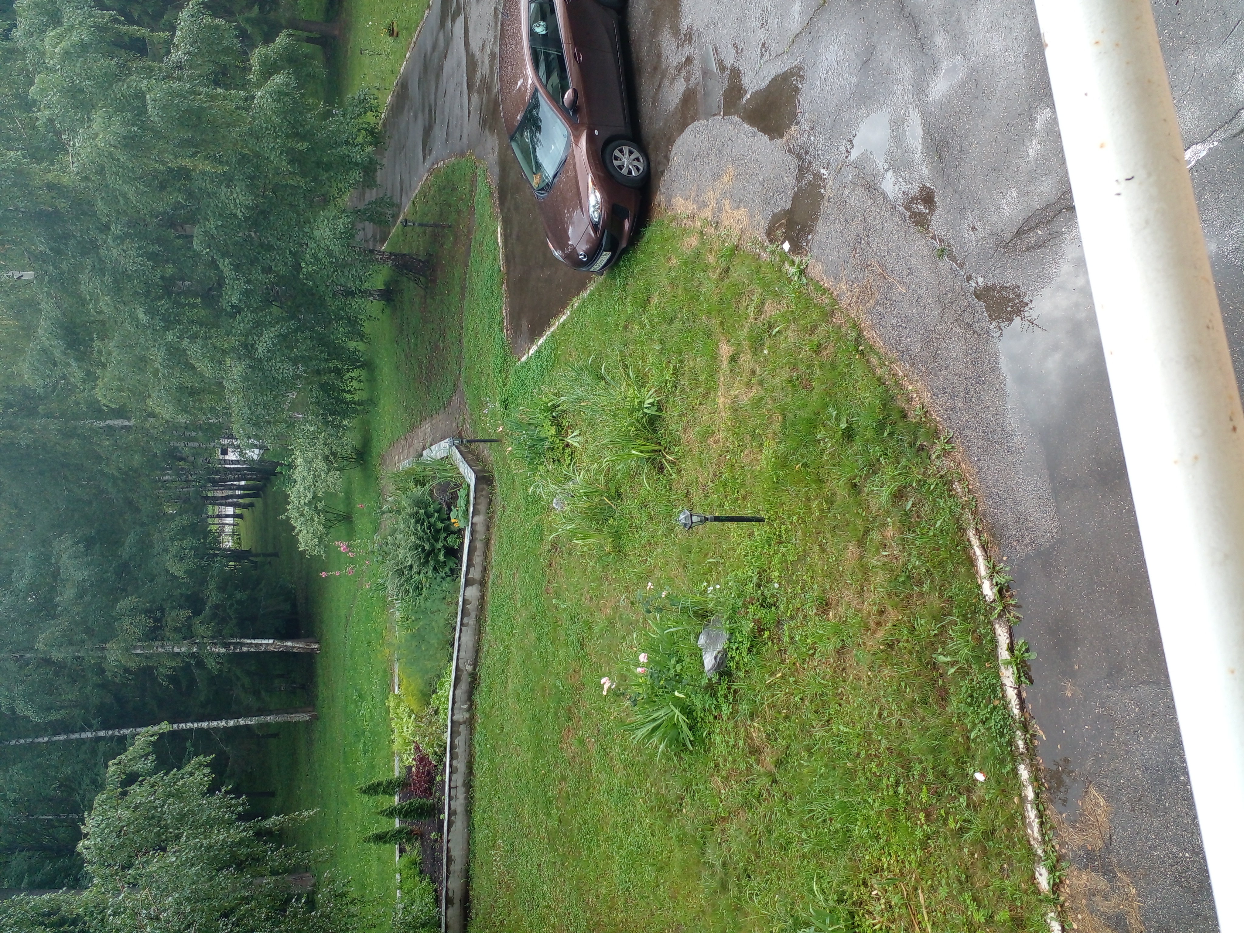 Фото Берёзки