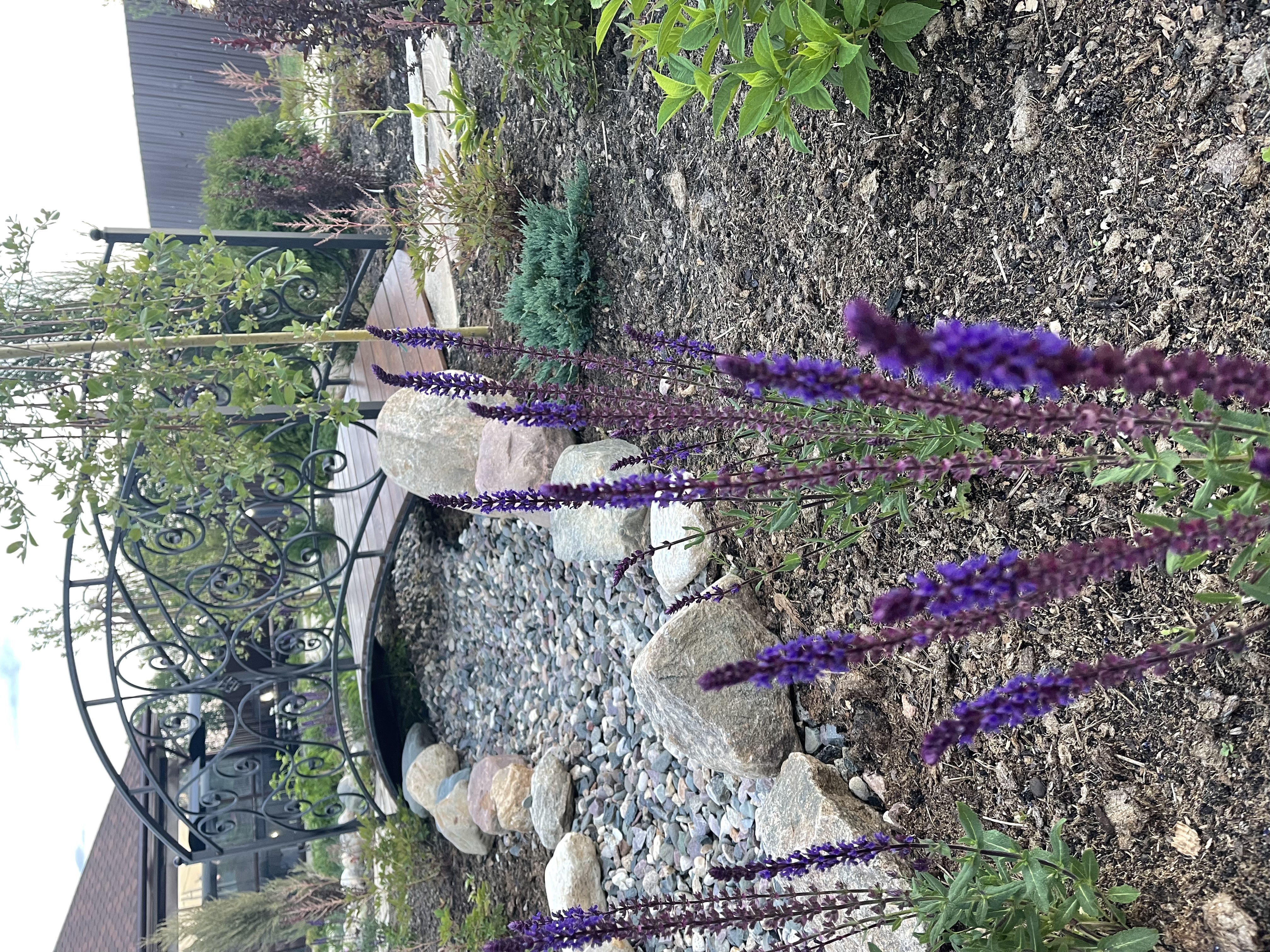 Фото Жемчужина