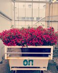 Formula roz (Domodedovo, Kuryzhova Street, 1к3), flowers and bouquets delivery