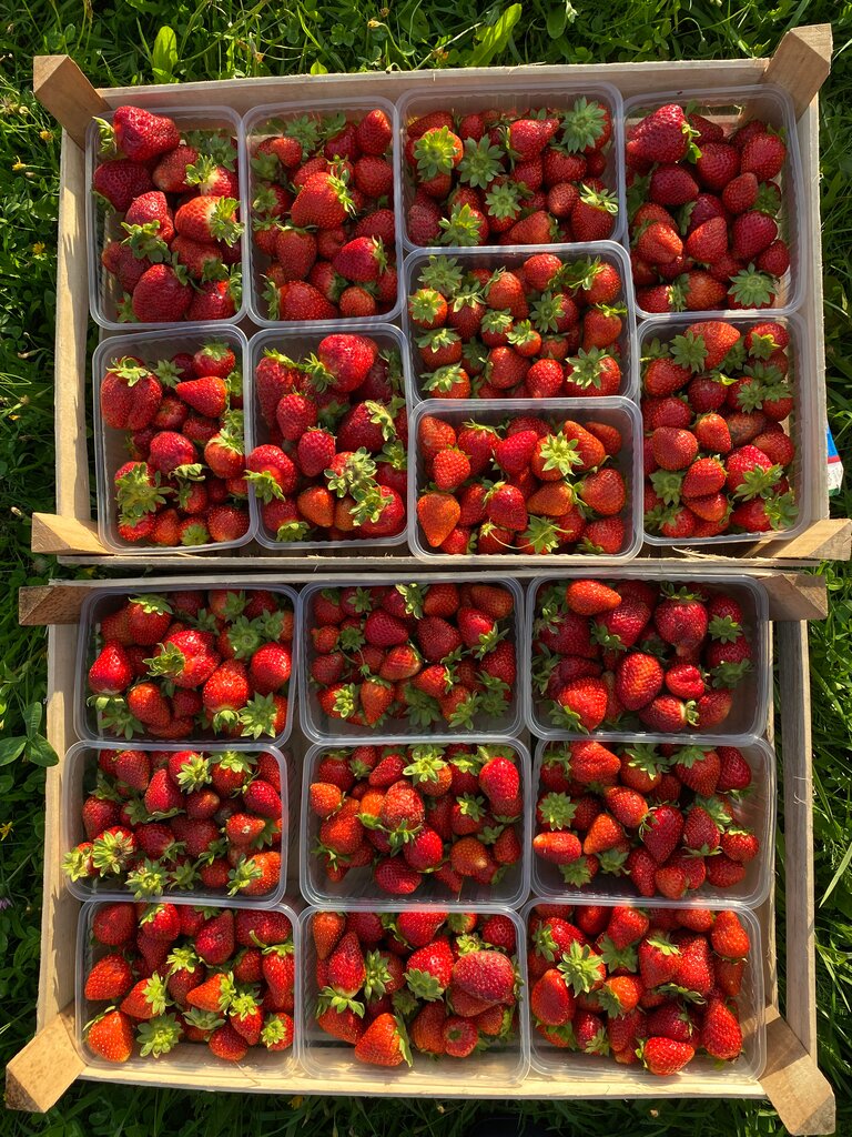 Empresa agrícola КФХ Ягодная ферма Шортино, , foto