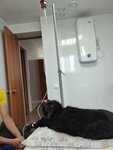 Ирбитская ветеринарная станция по борьбе с болезнями животных (ул. Ленина, 42, Ирбит), ветеринарная клиника в Ирбите