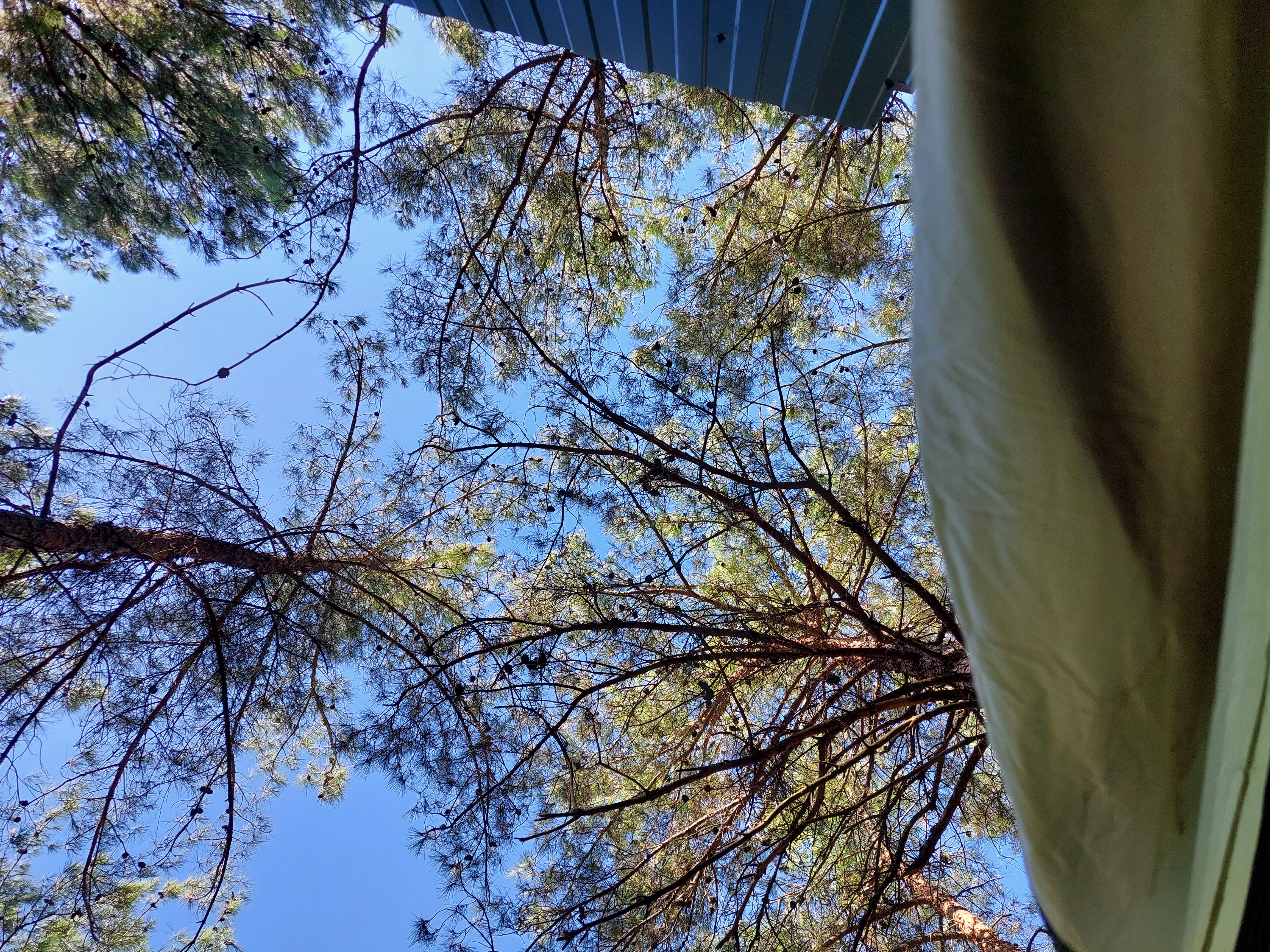 Фото Под соснами