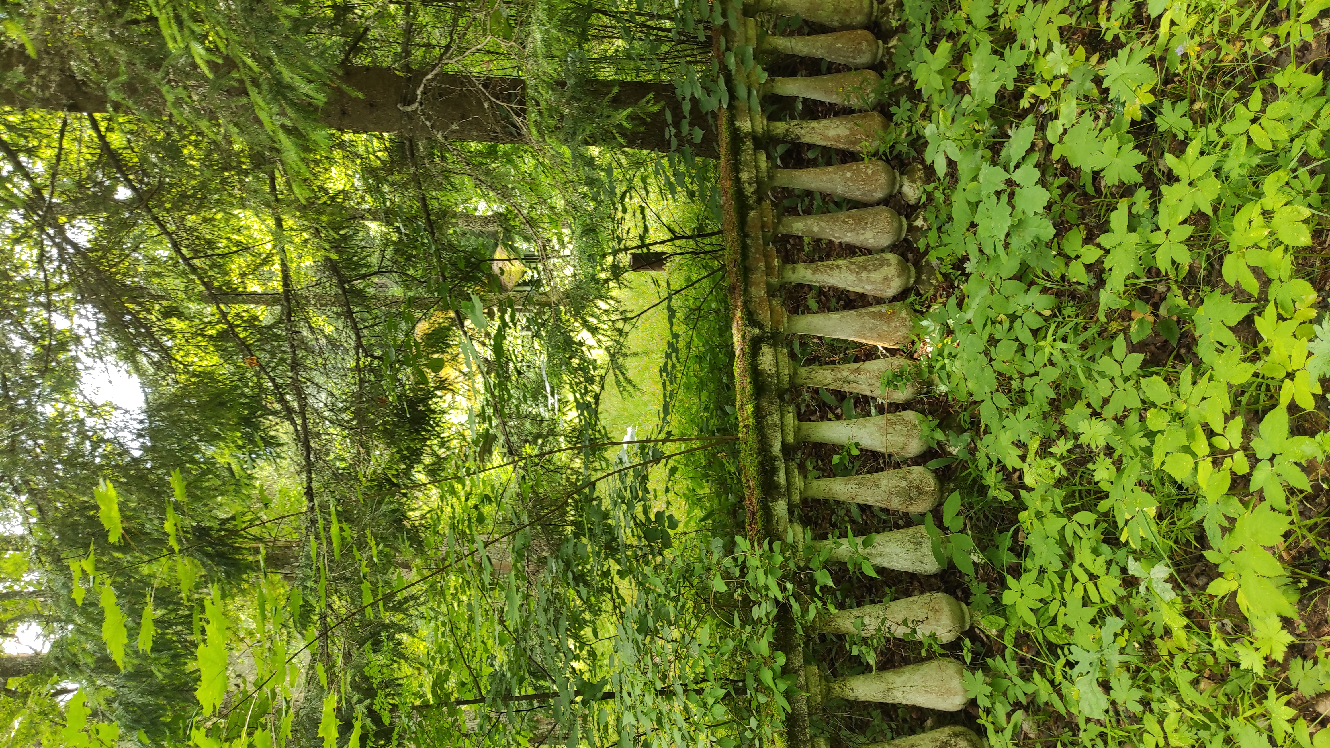 Фото Лесная дача