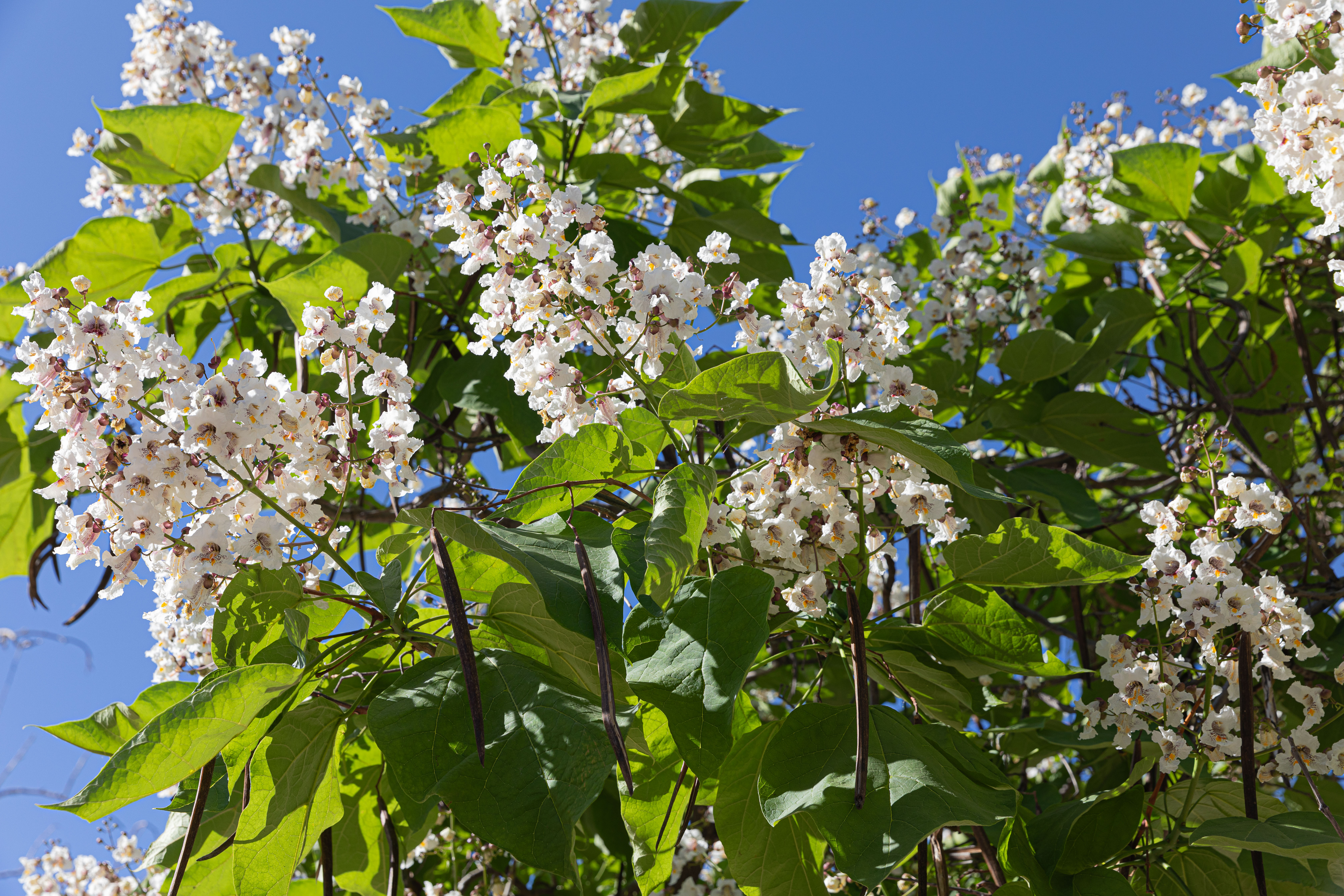 Фото Голубой Иссык-Куль