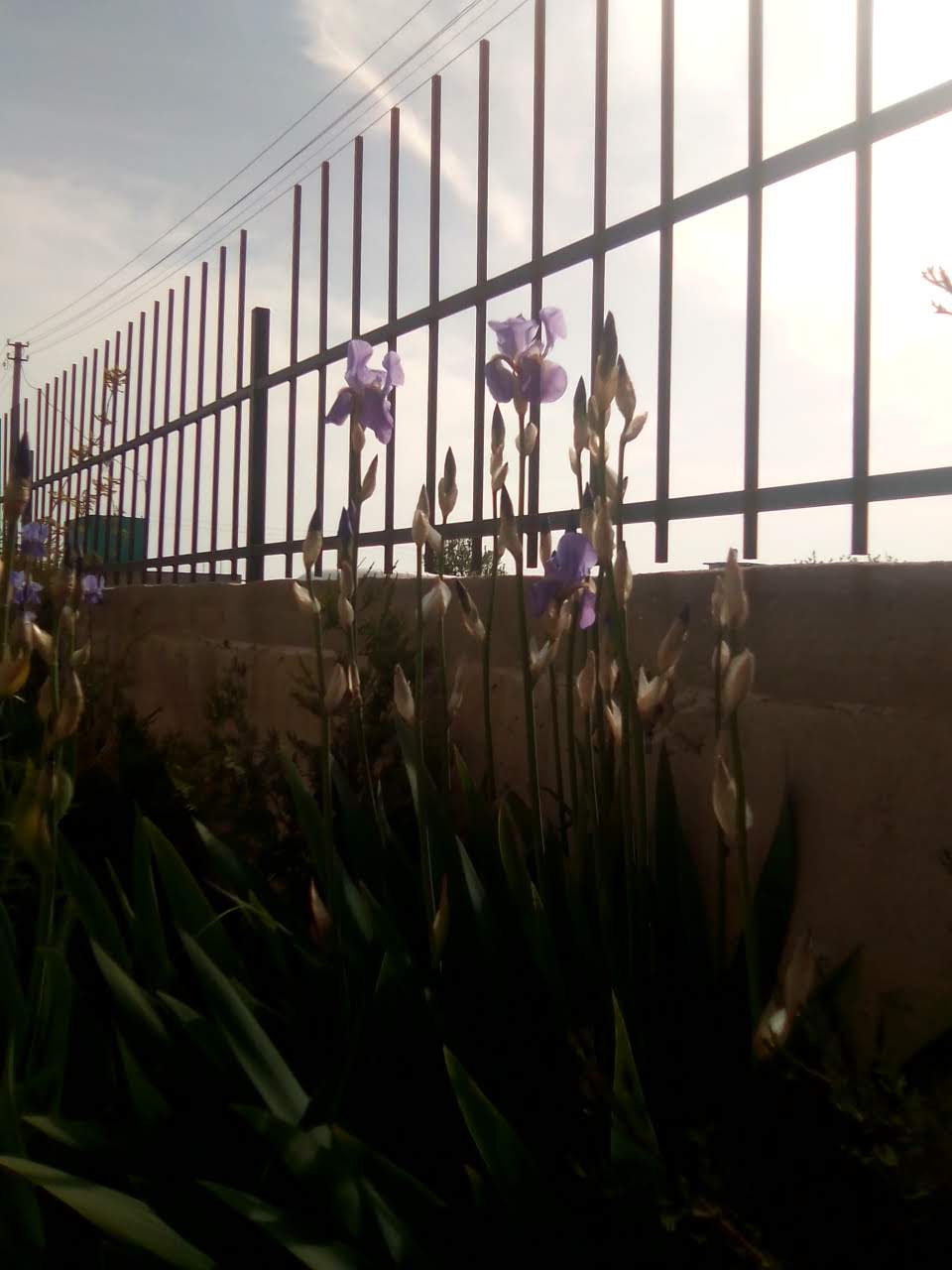 Фото Империал