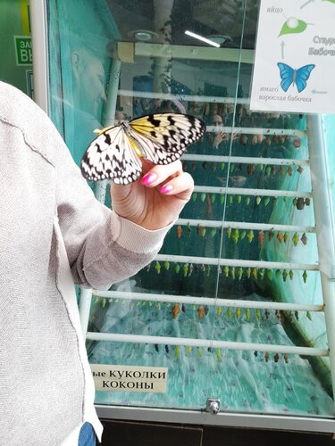 Музей Дом бабочек, Москва, фото