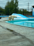 Белый медведь (Nizhniy Novgorod, Sormovskiy Park), recinto de animales