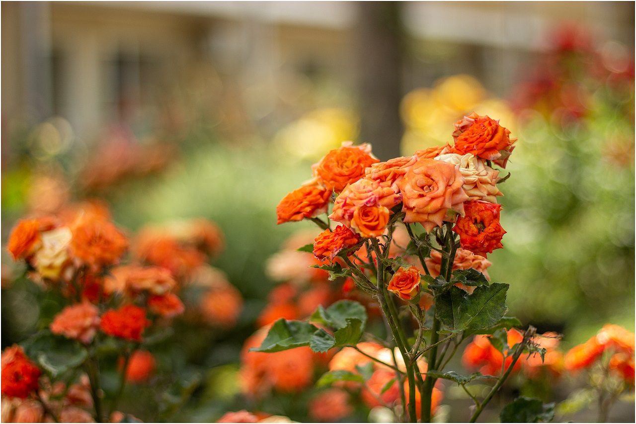 Фото Астерия