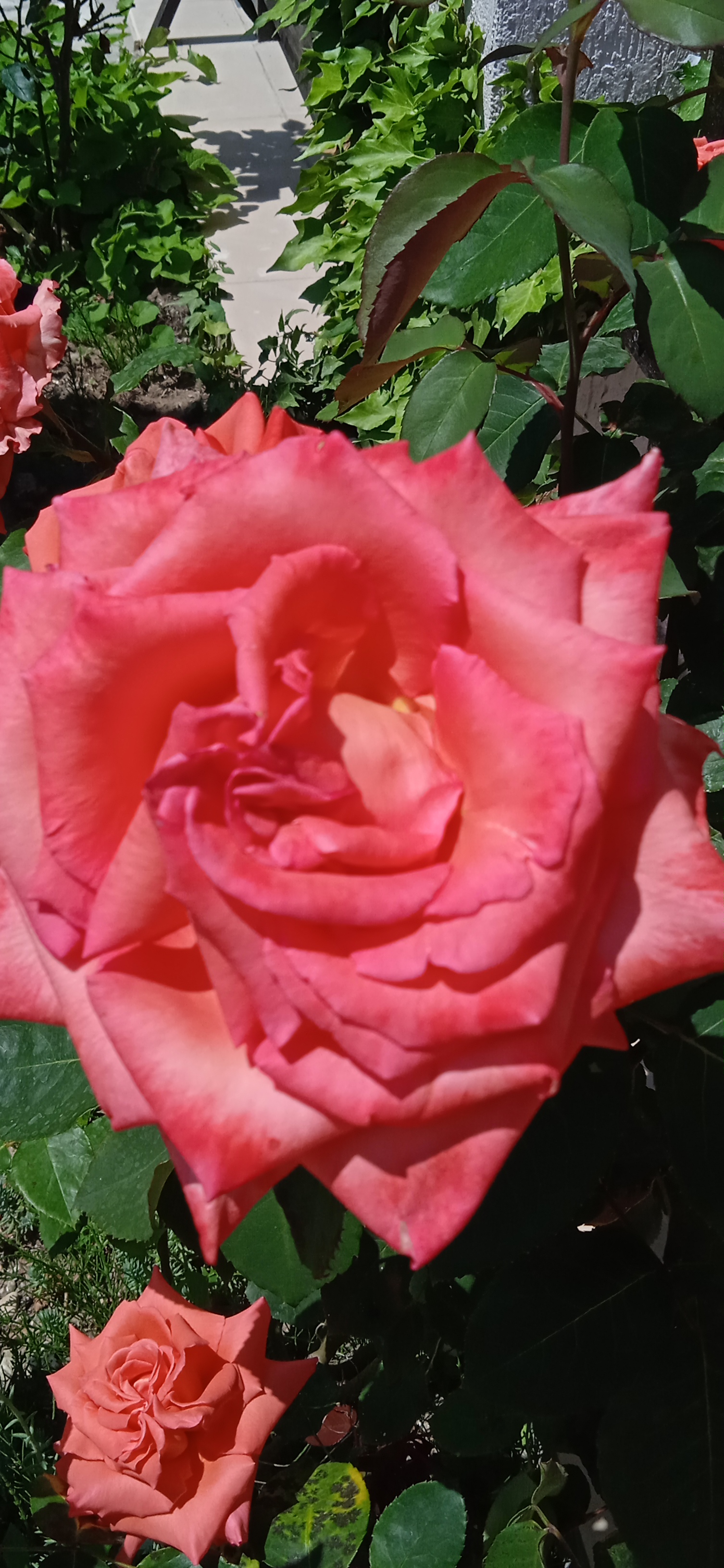 Фото Пчелка