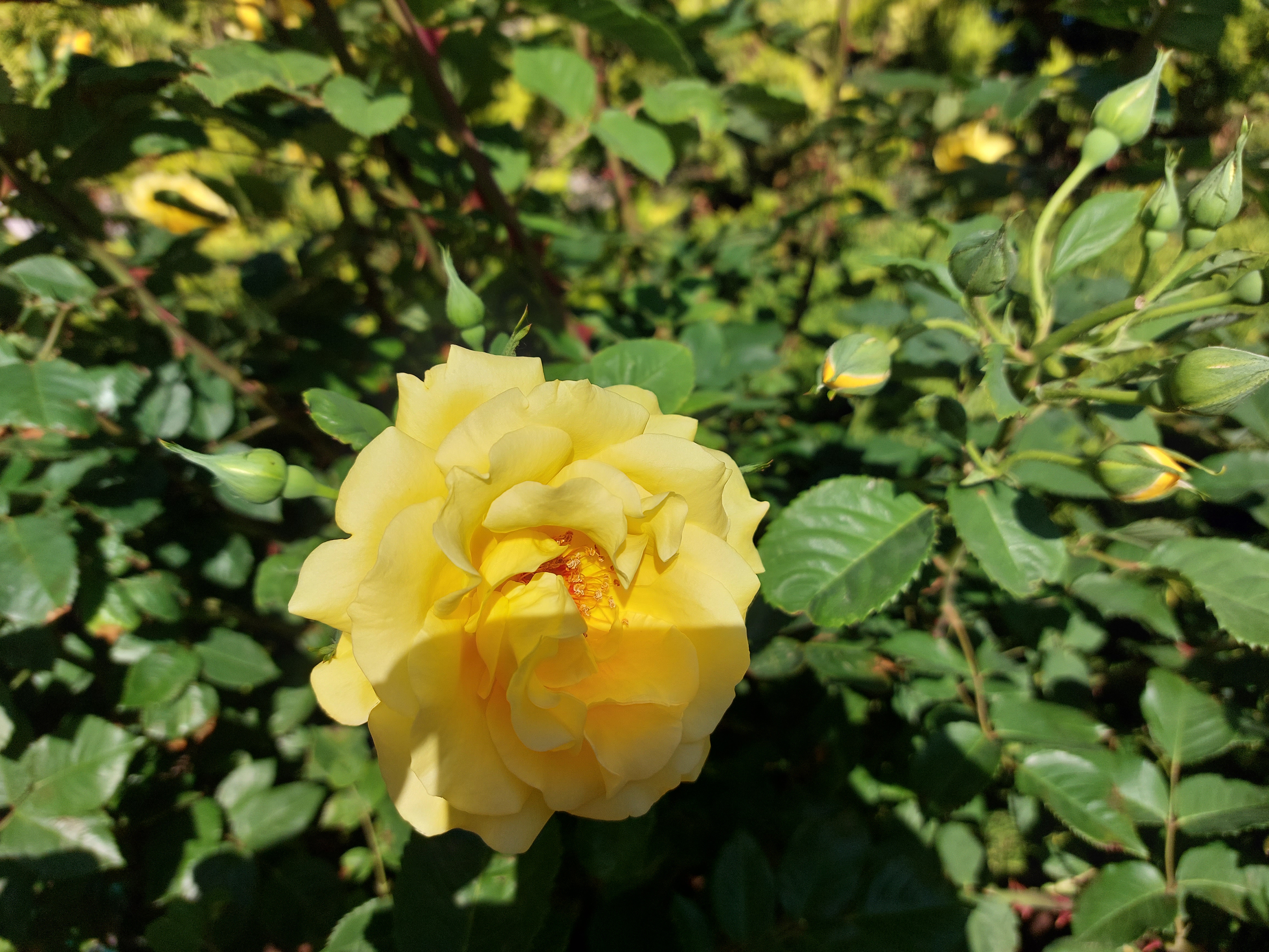 Фото Аквилон