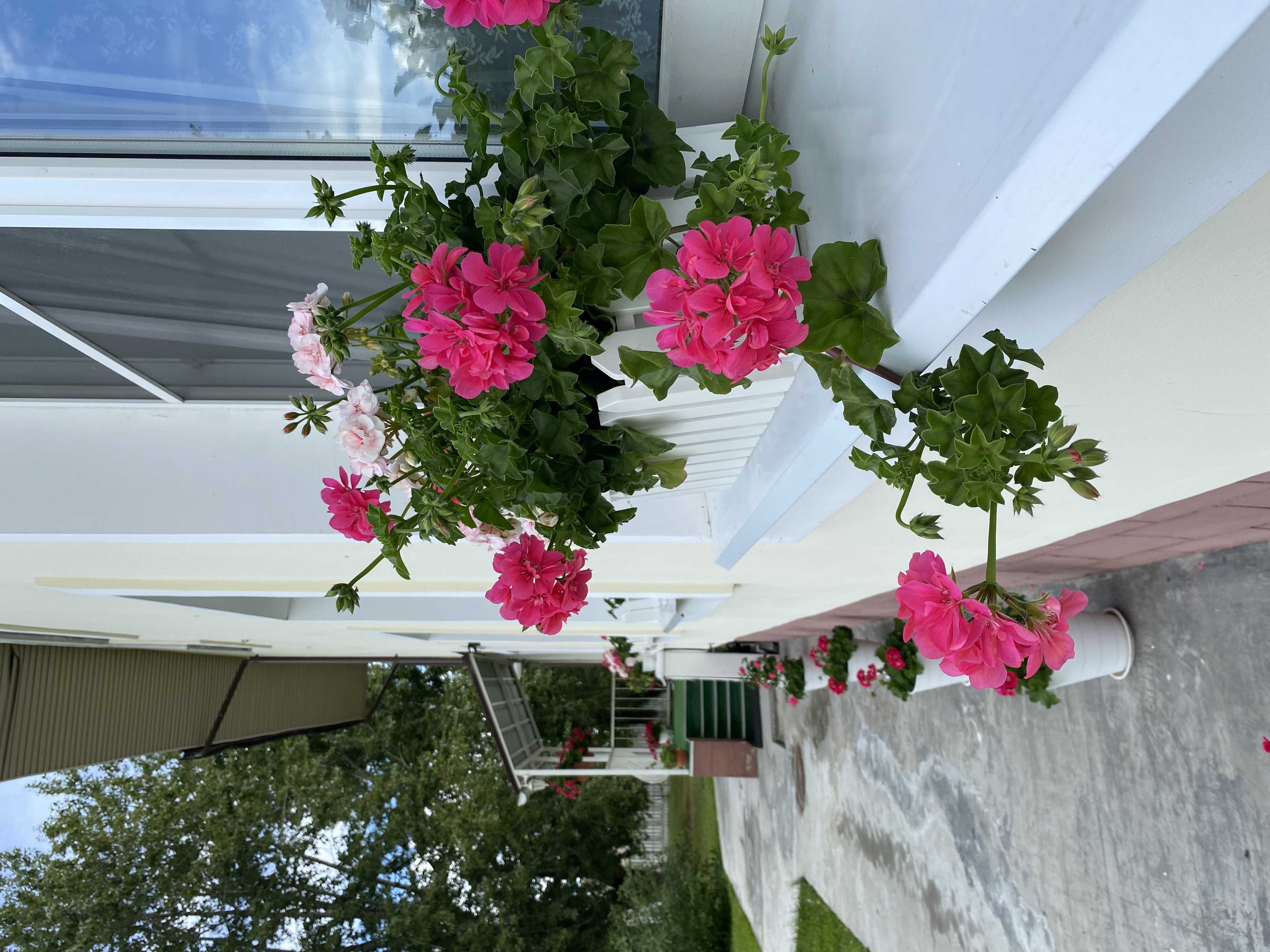 Фото Подсолнухи