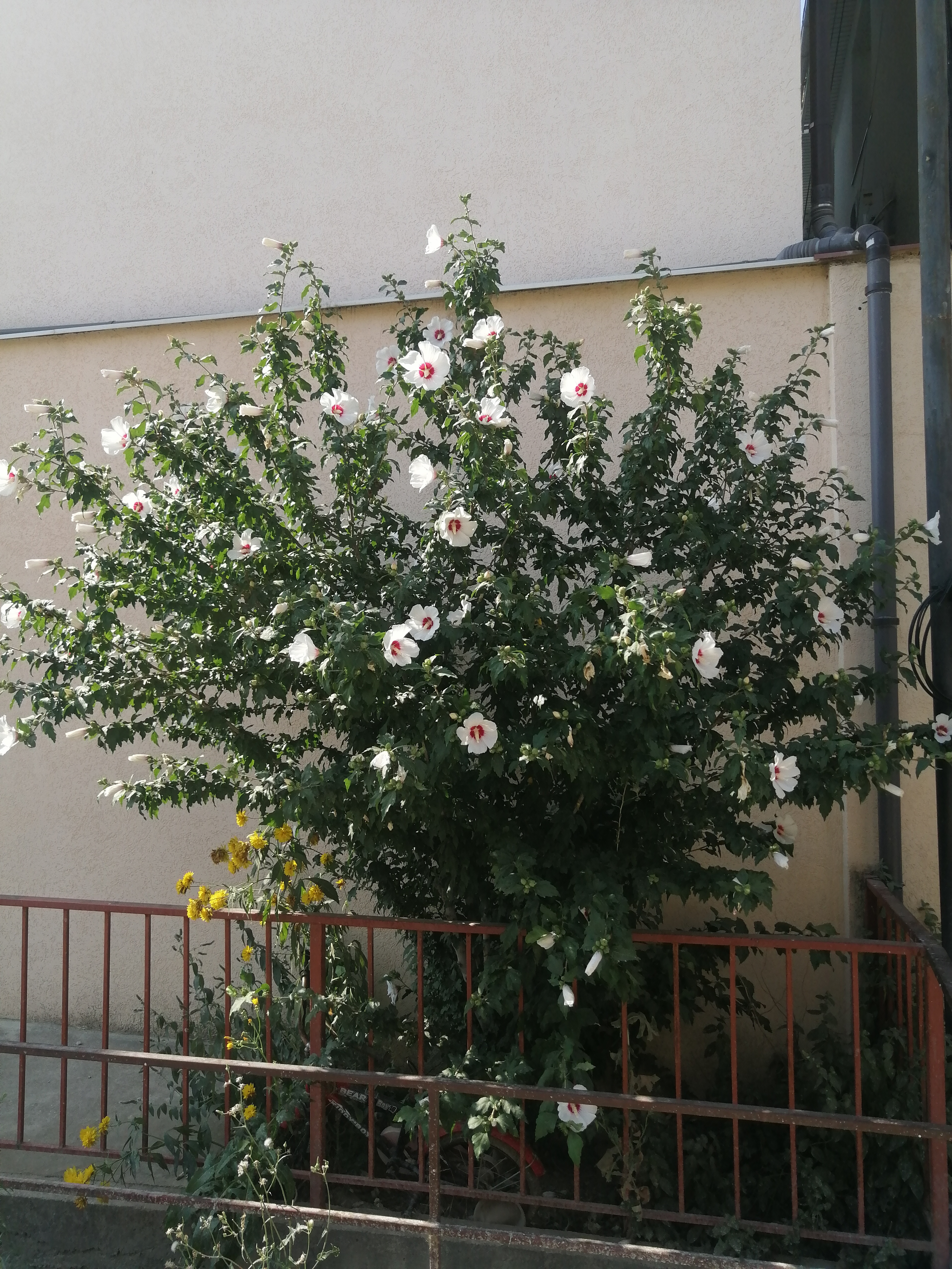 Фото Вилла Ямайка