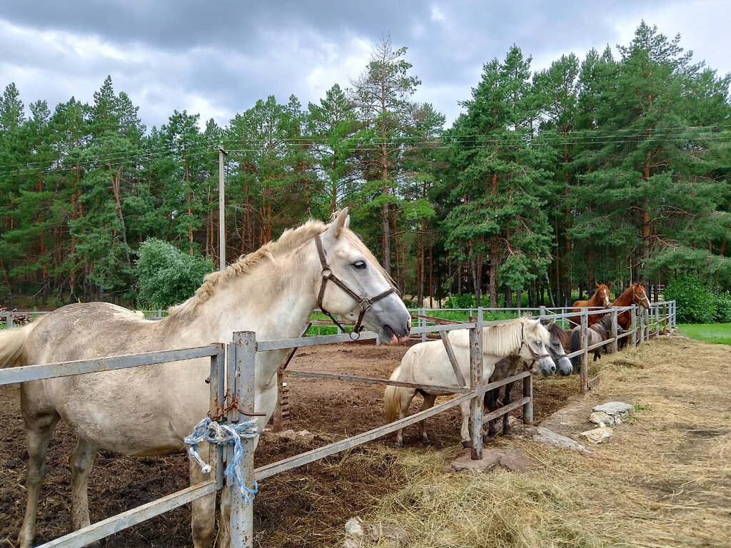 Museo The Stables. Sholokhov Museum, , foto