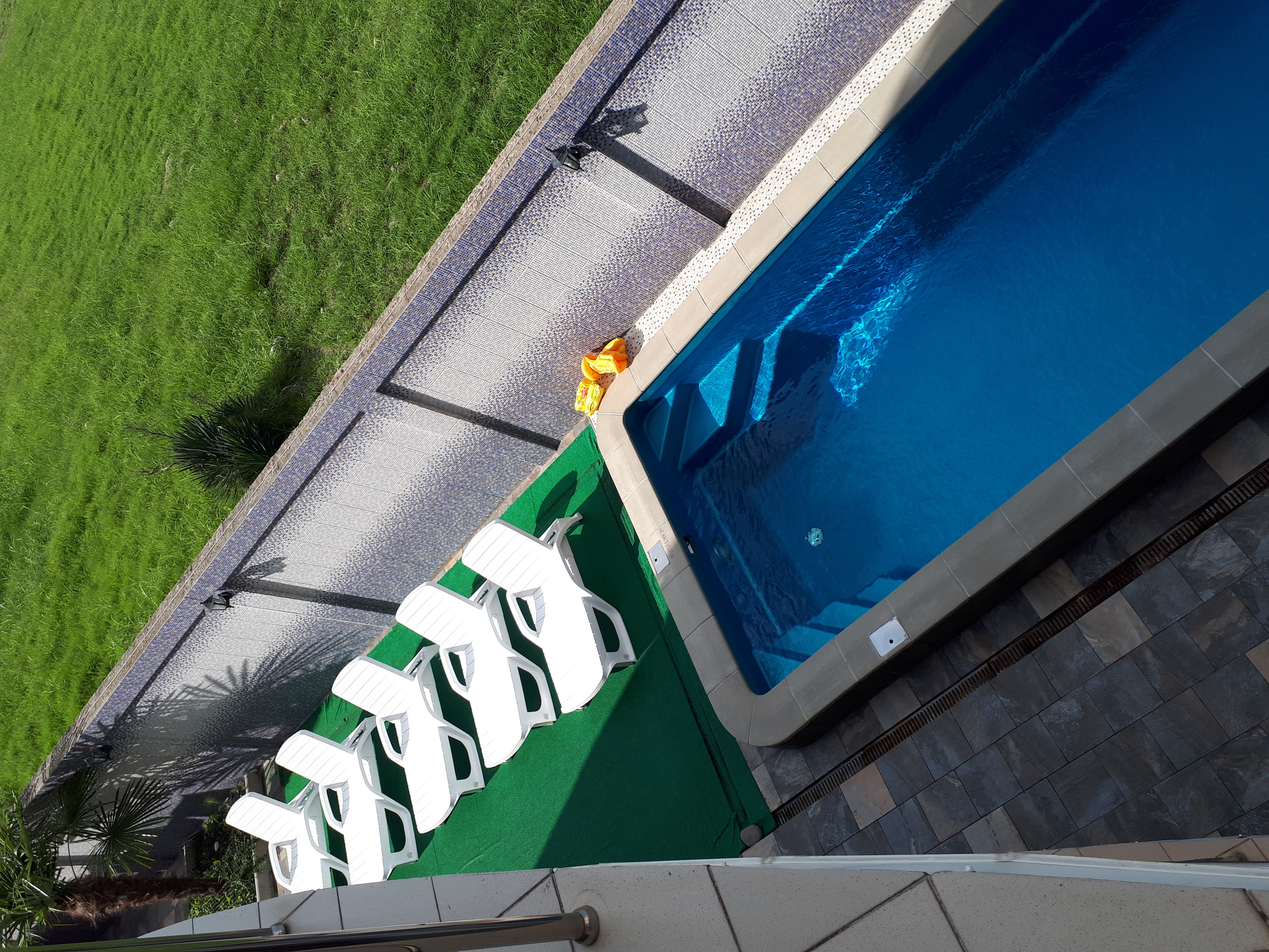 Фото Розмарин