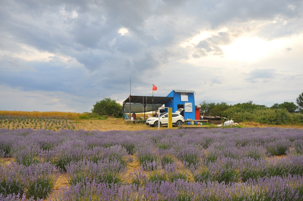 Agricultural enterprise Lovender Garden, Edirne, photo