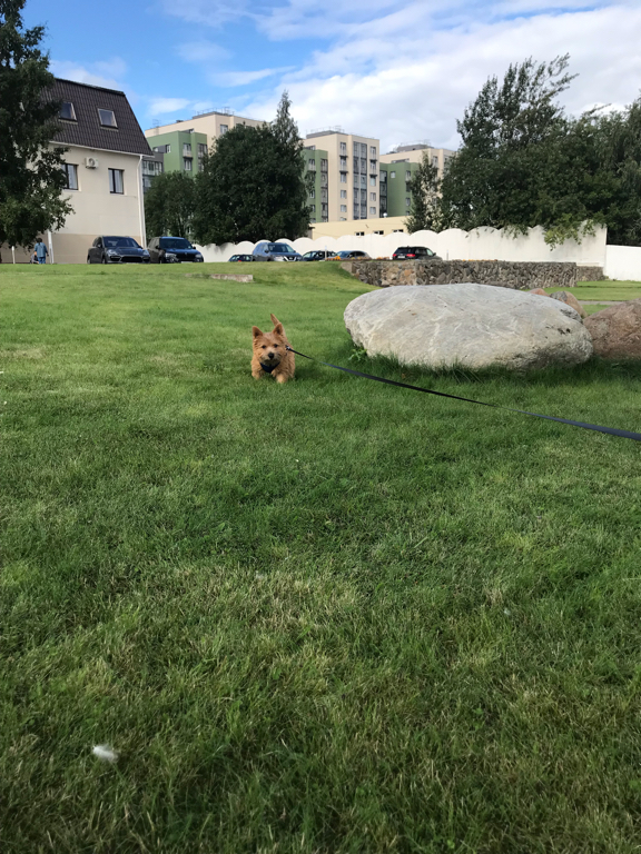 Фото Онежский замок