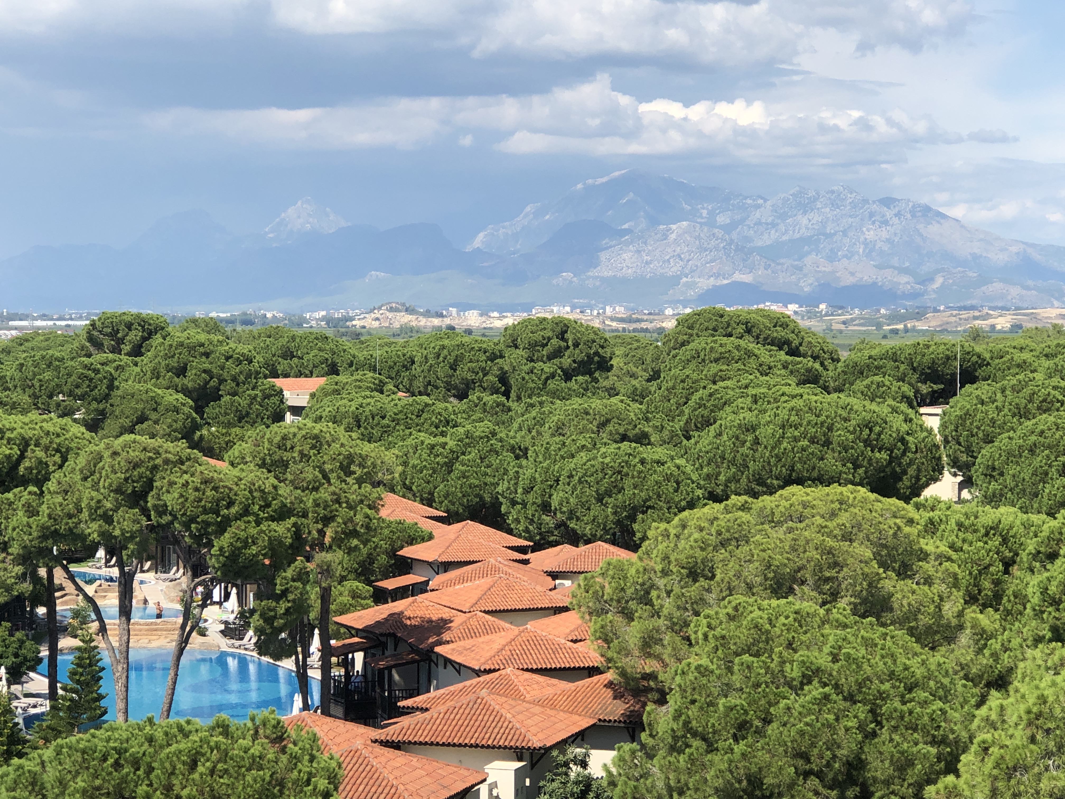 Фото Papillon Ayscha