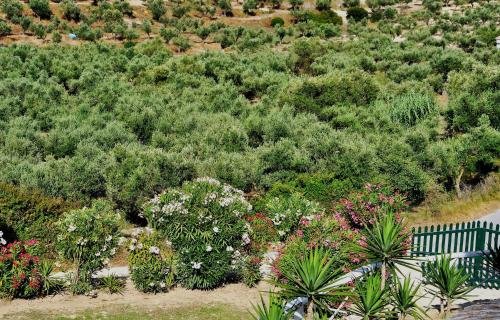Фото Villa Belvedere Zakynthos