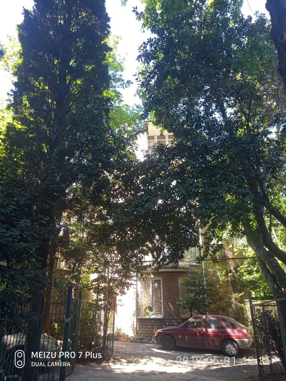 Фото Сосна и Пальмы