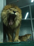 Irkutsk Zoo (Karla Marksa Street, 50) ، حديقة الحيوانات