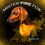 Хендлинг зал Mister Fire Fox (Пахотная ул., 10), зооцентр, клуб любителей животных в Симферополе